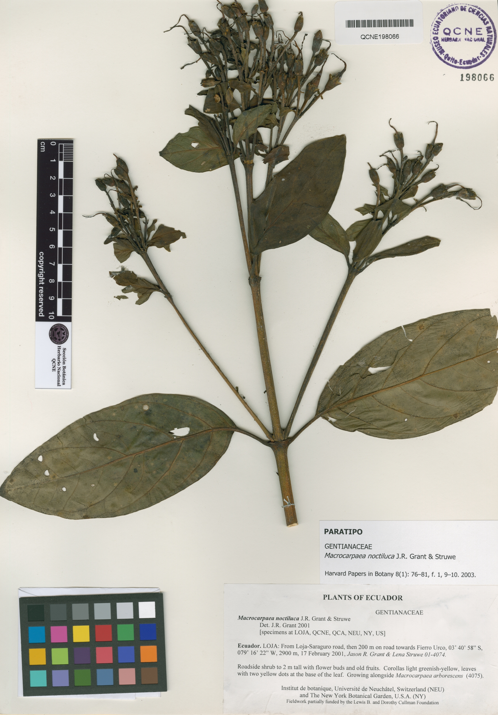 Macrocarpaea noctiluca image