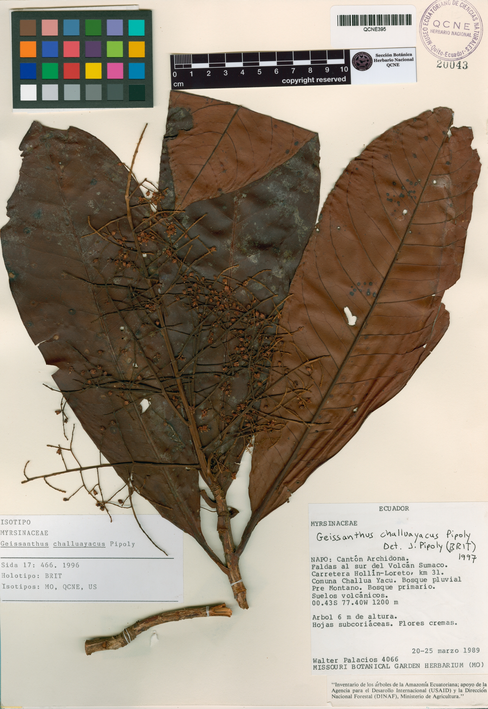 Geissanthus challuayacus image