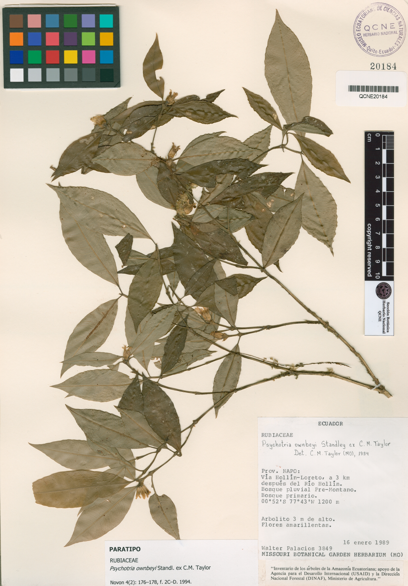 Psychotria ownbeyi image