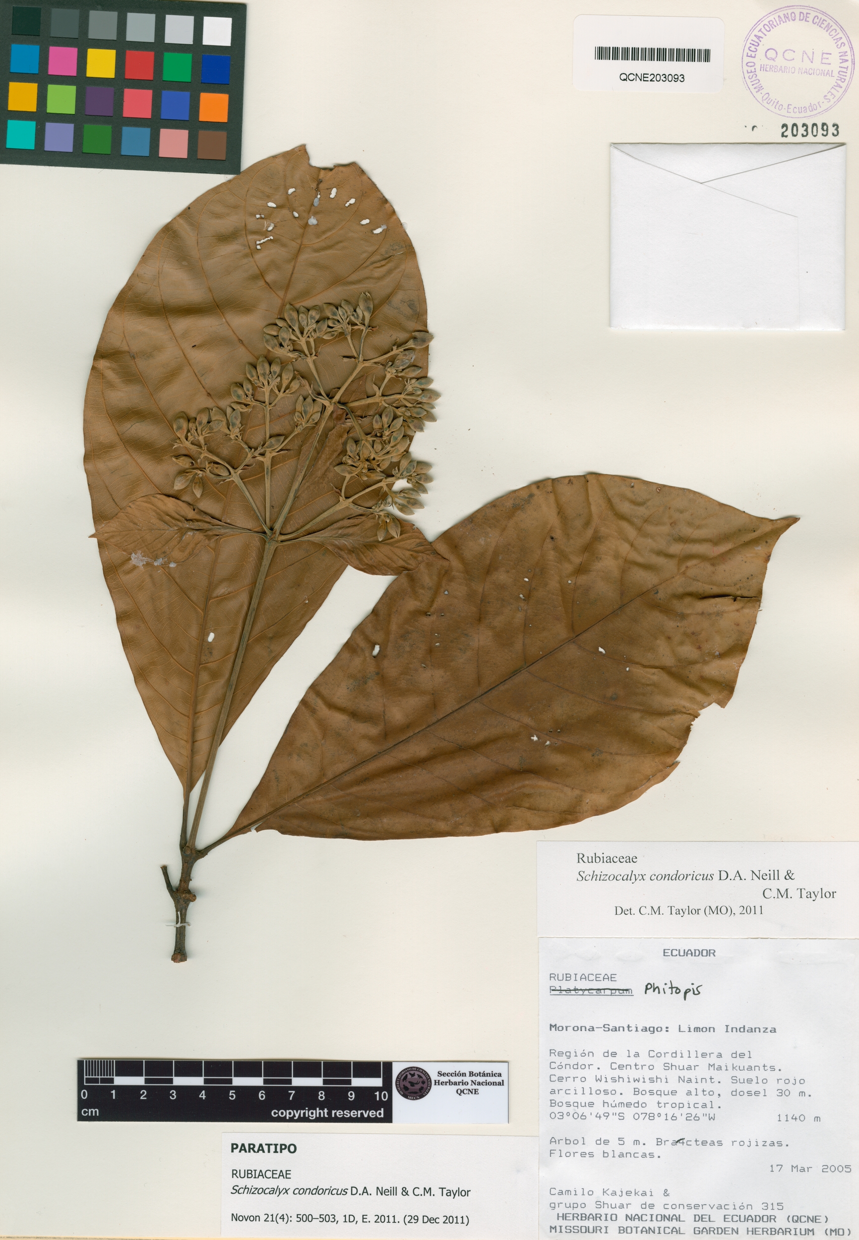 Schizocalyx condoricus image