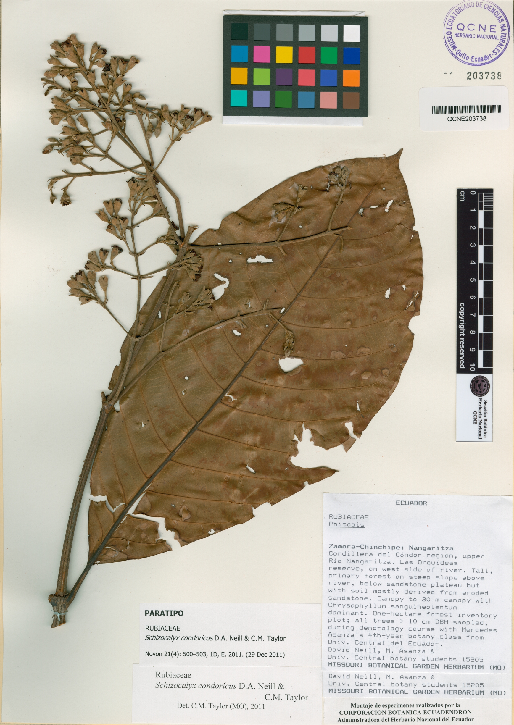 Schizocalyx condoricus image