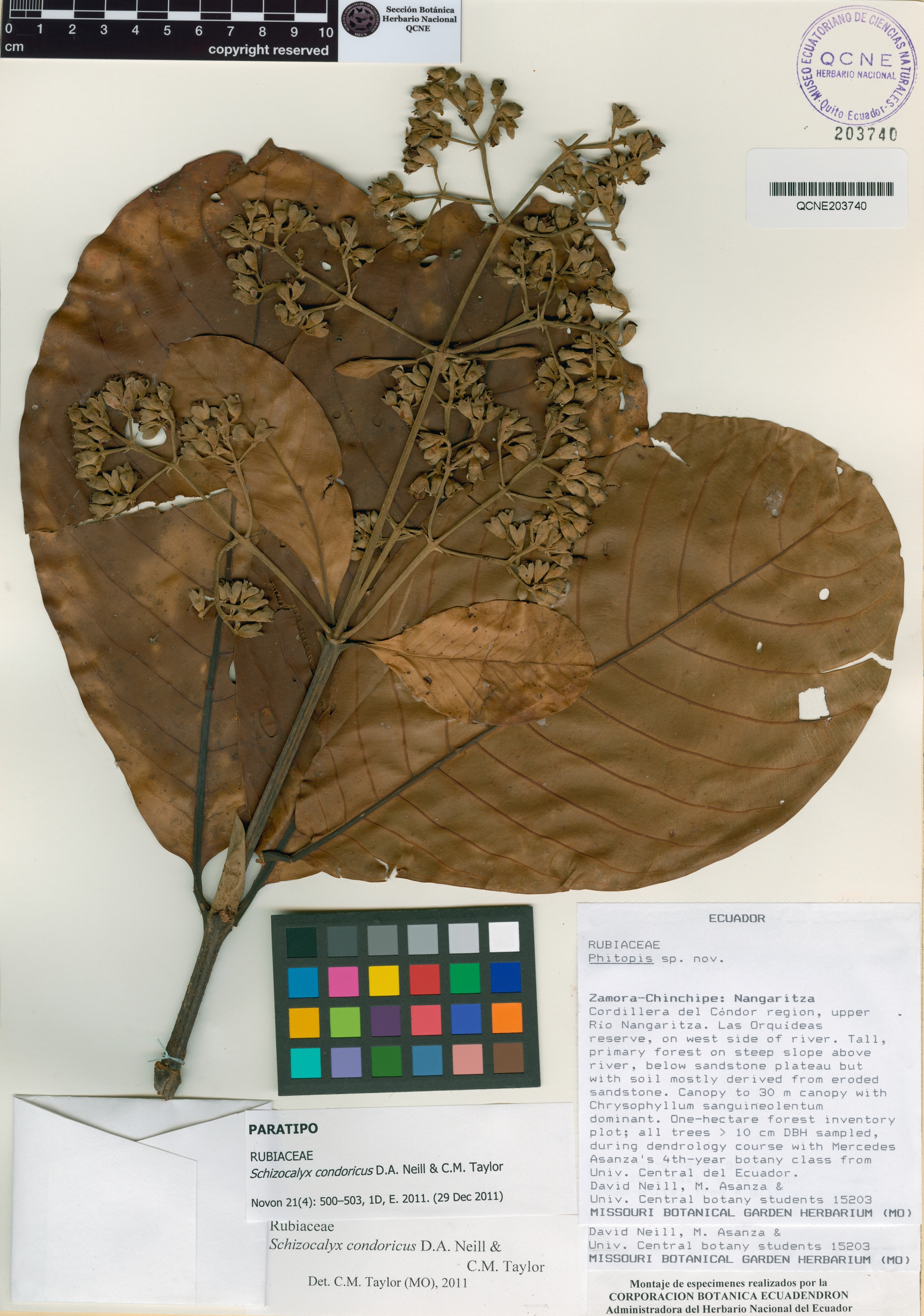 Schizocalyx condoricus image