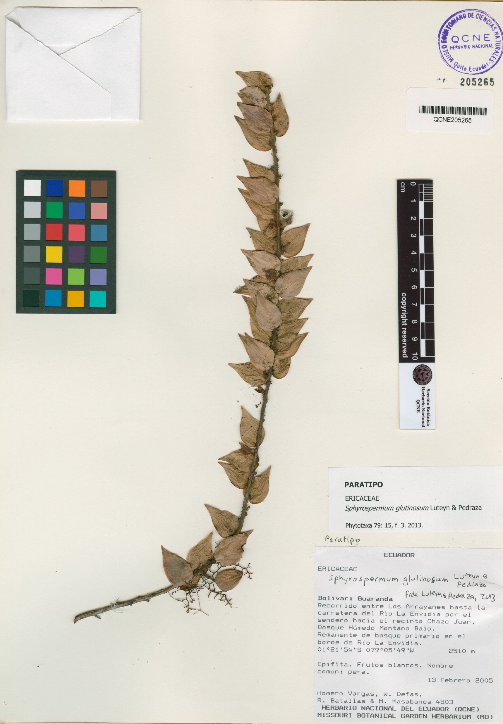 Sphyrospermum glutinosum image