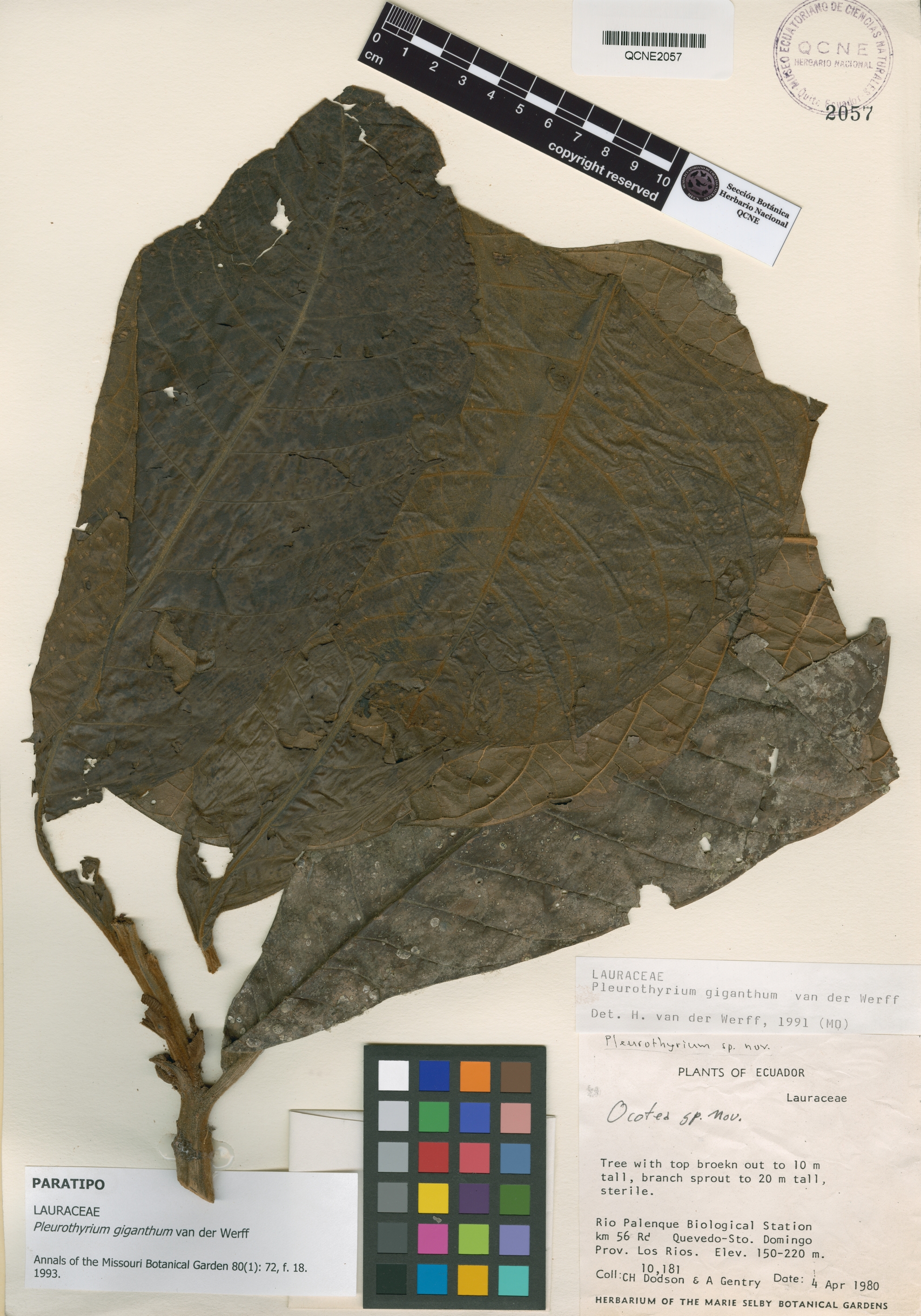 Pleurothyrium giganthum image