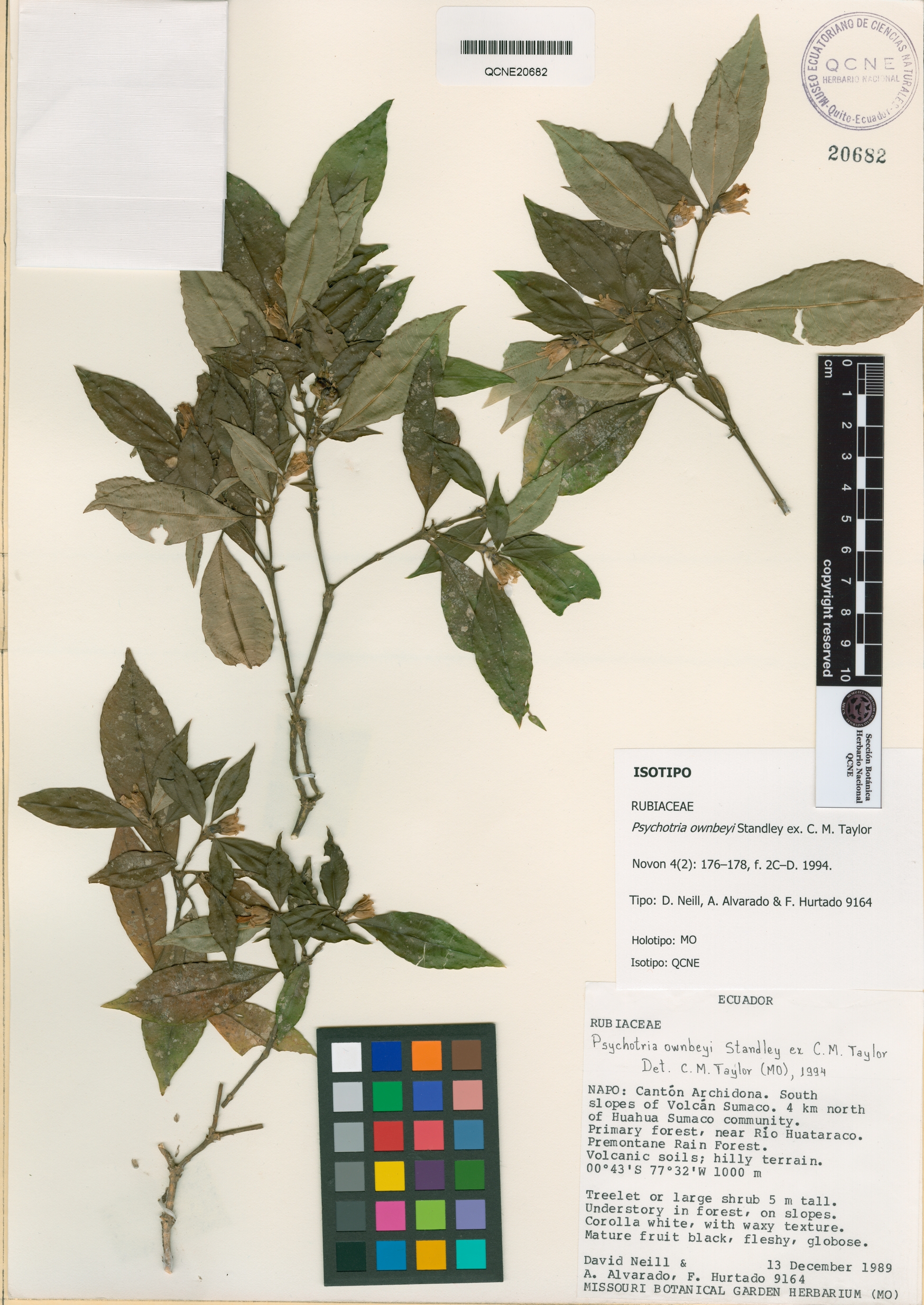 Psychotria ownbeyi image