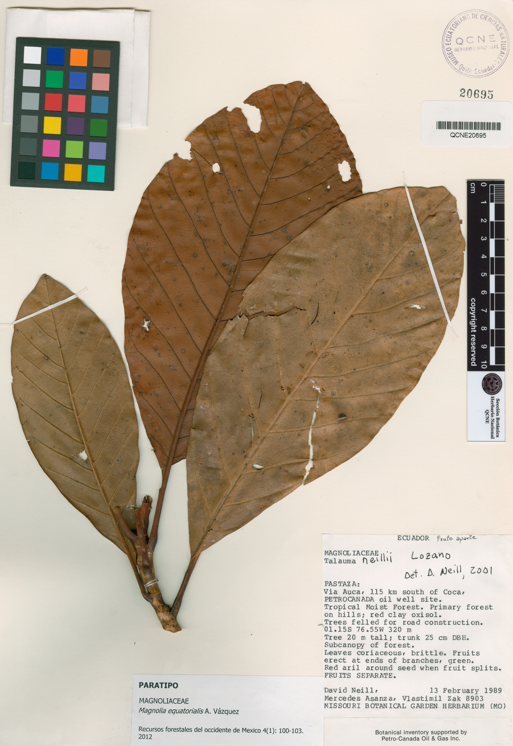 Magnolia equatorialis image