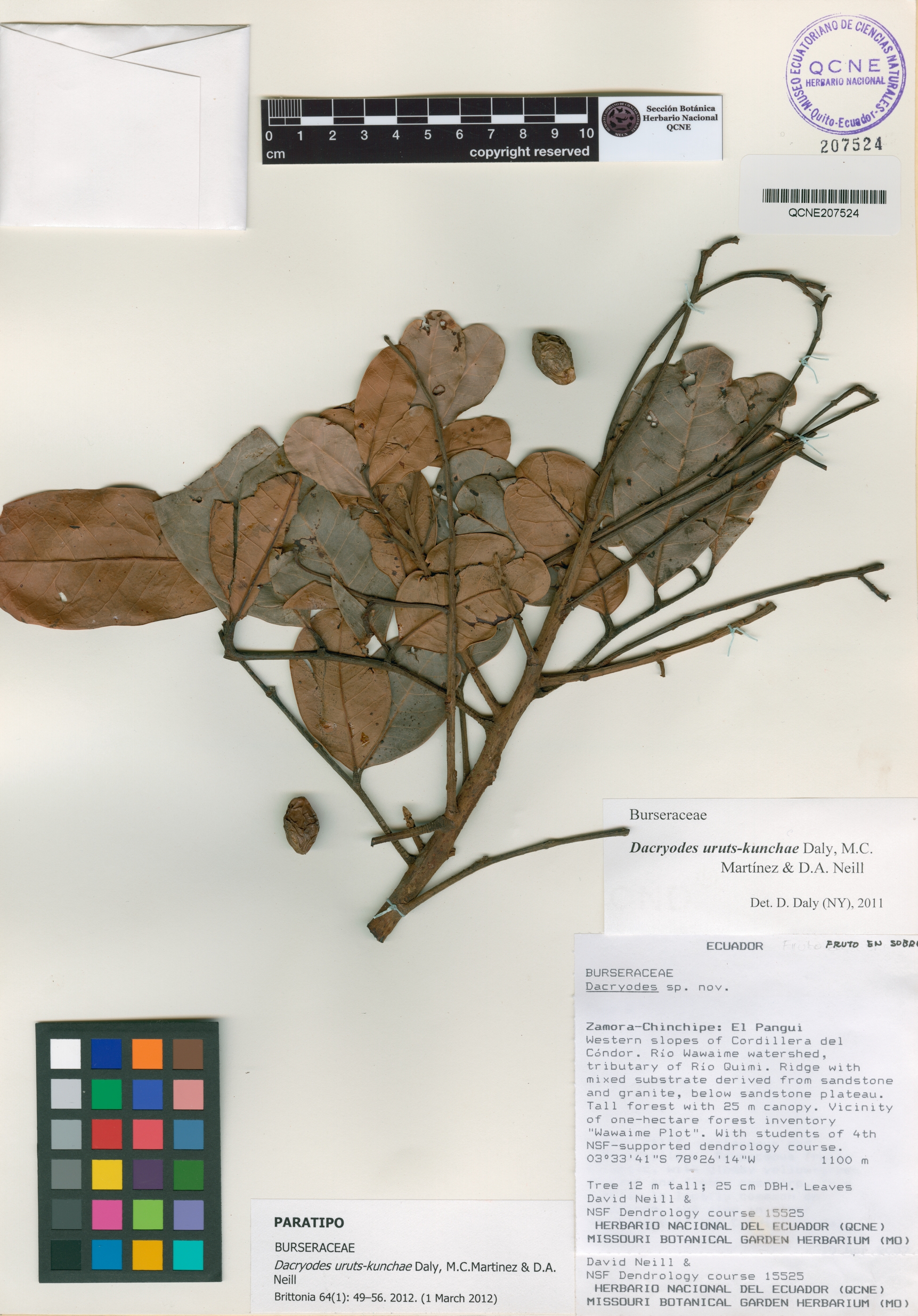 Dacryodes uruts-kunchae image