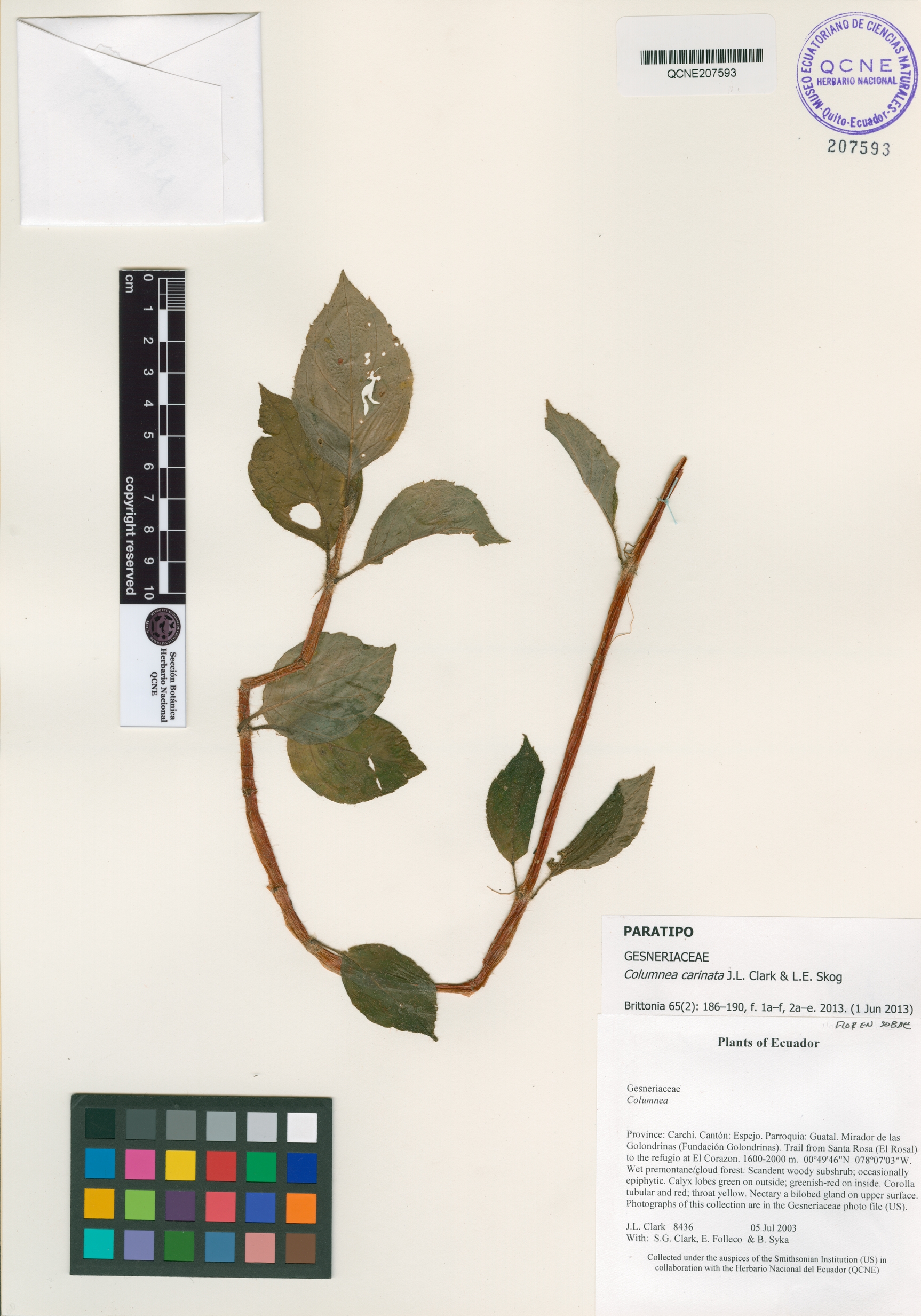 Columnea carinata image