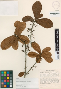 Image of Pouteria brevipetiolata
