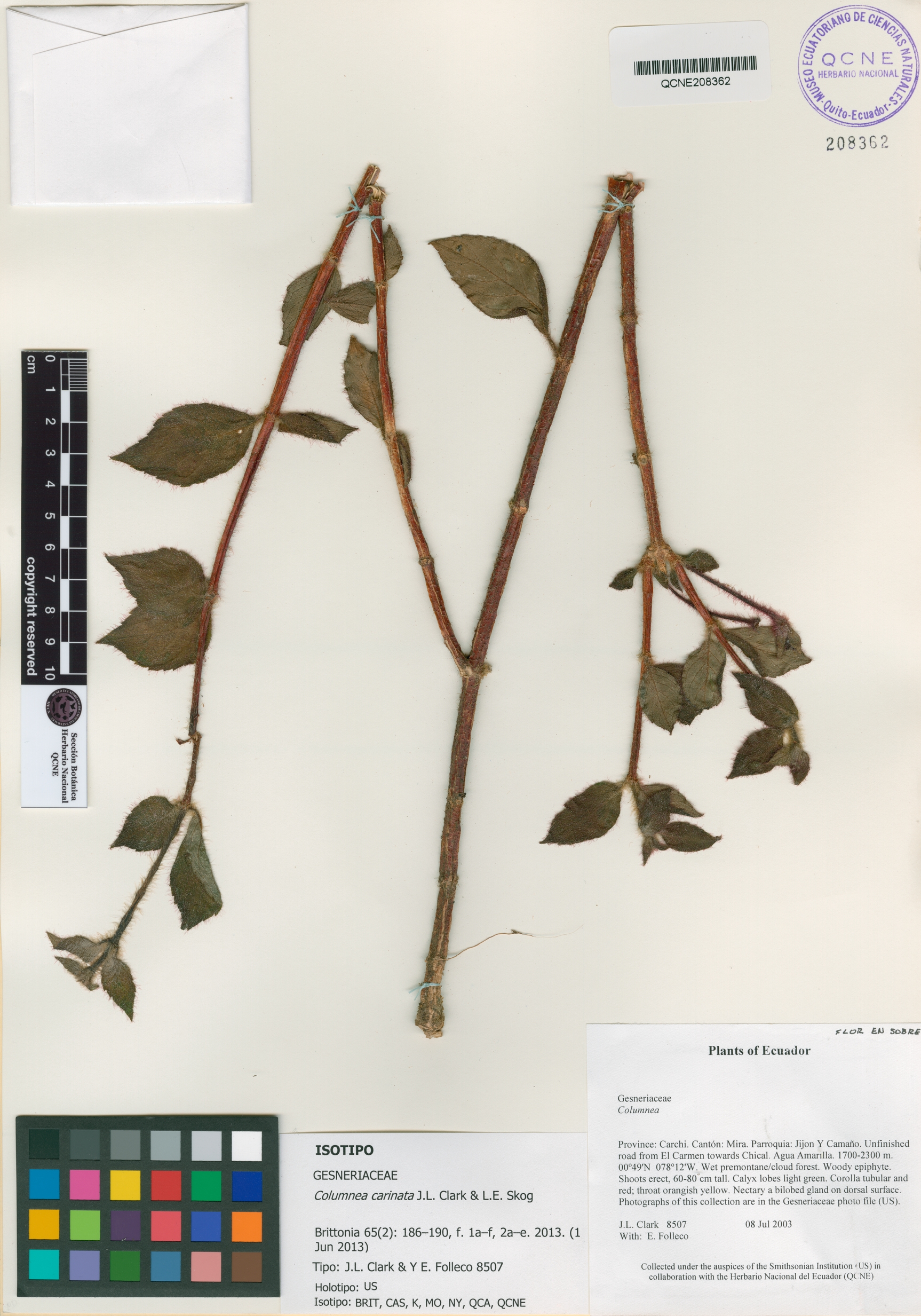 Columnea carinata image