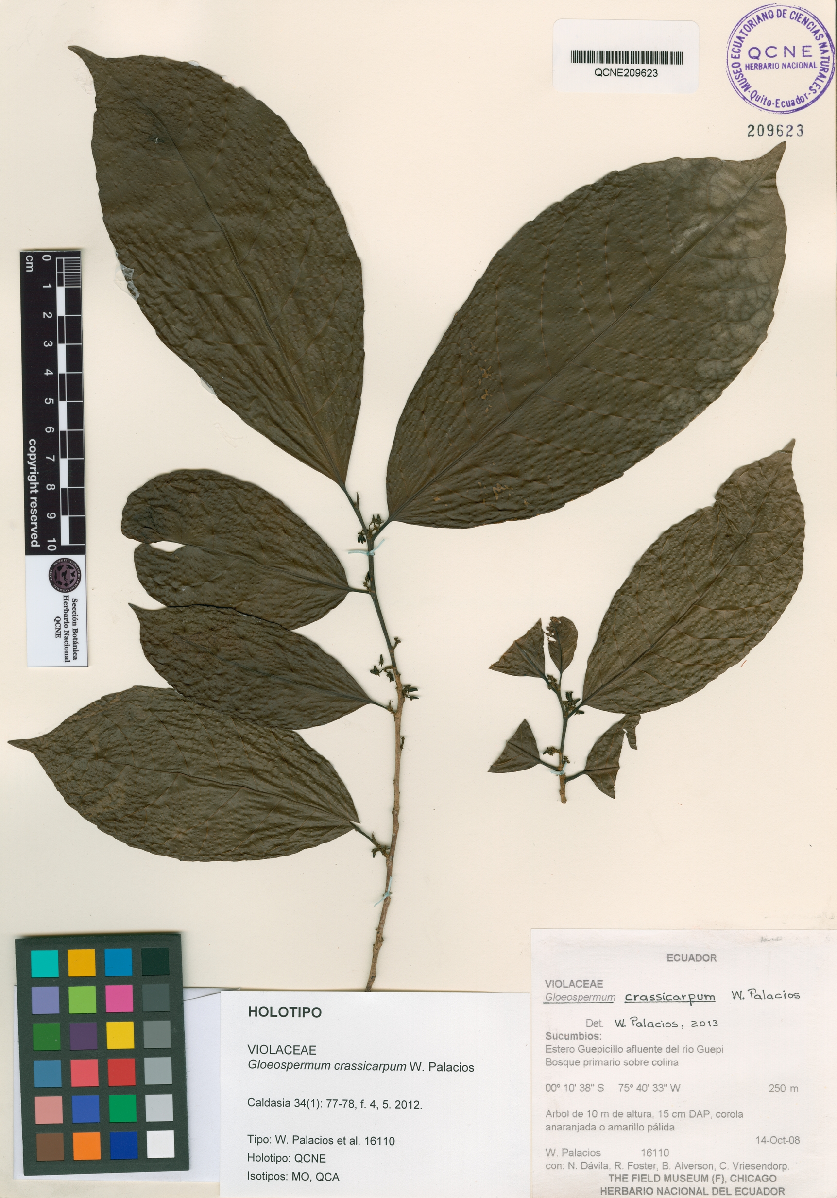 Gloeospermum crassicarpum image