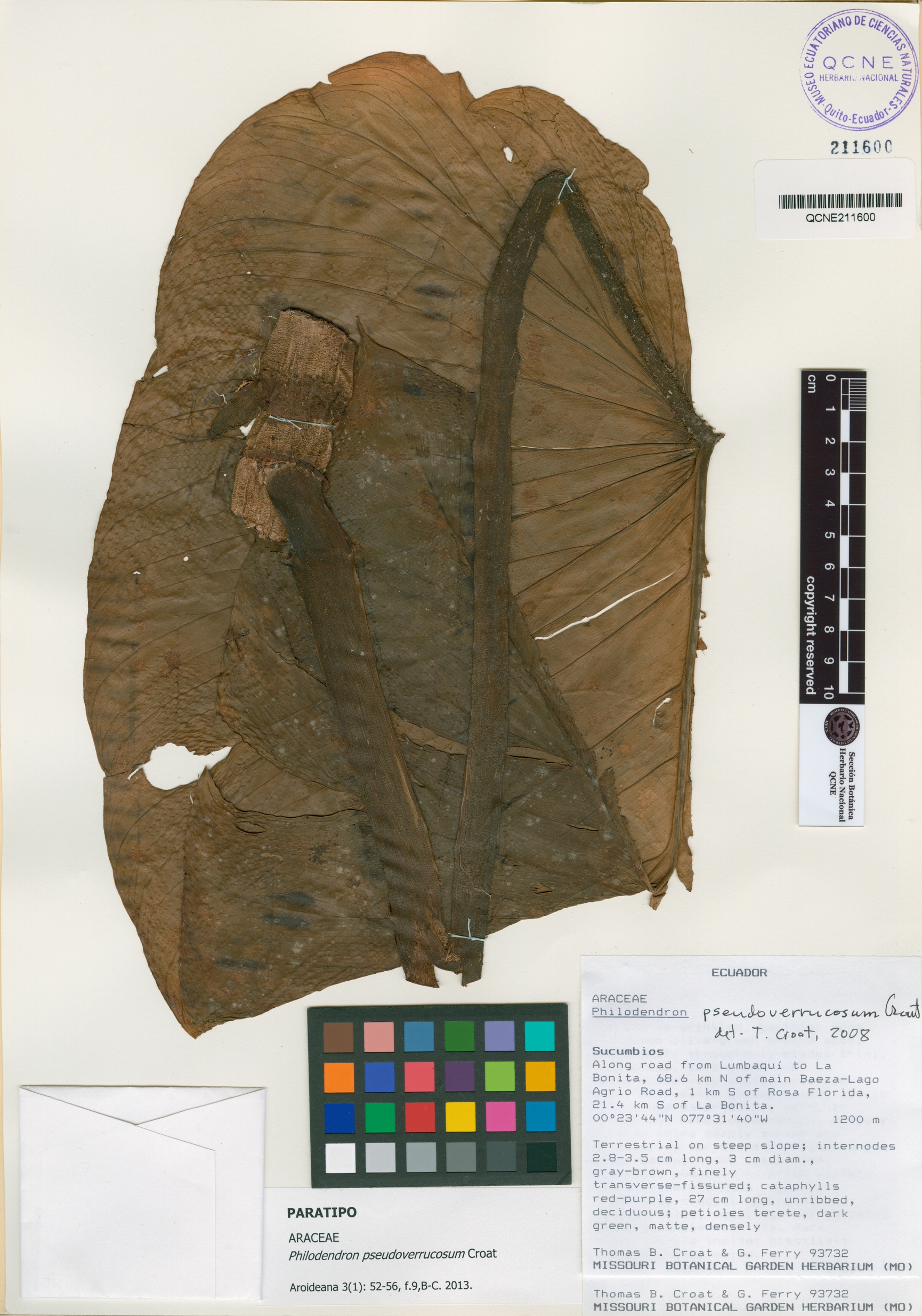 Philodendron pseudoverrucosum image