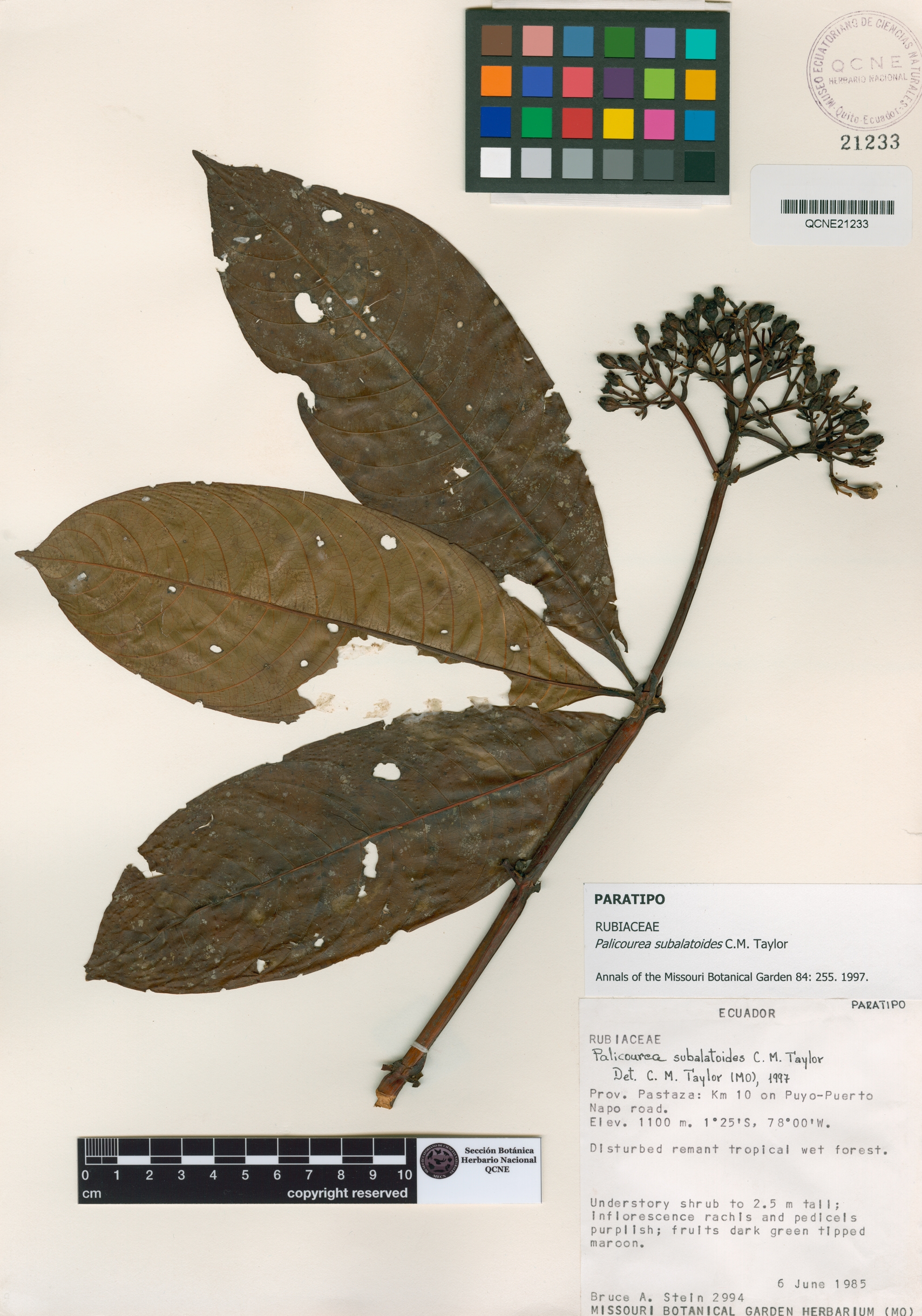 Palicourea subalatoides image