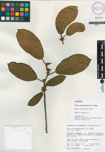 Image of Ficus cotopaxiensis