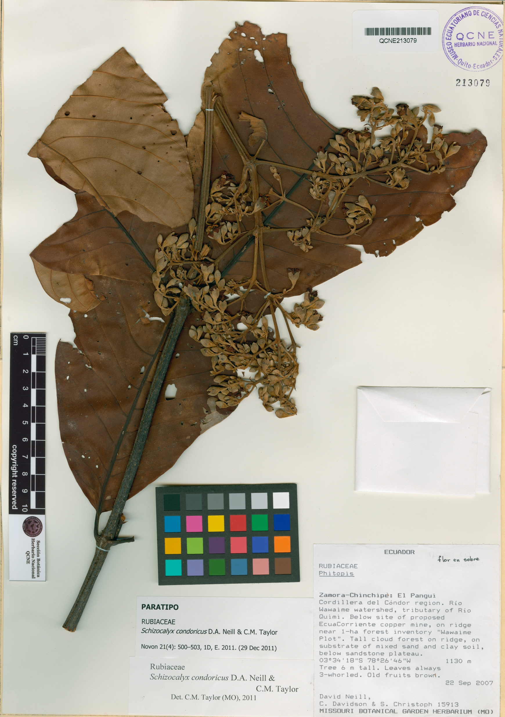 Schizocalyx condoricus image