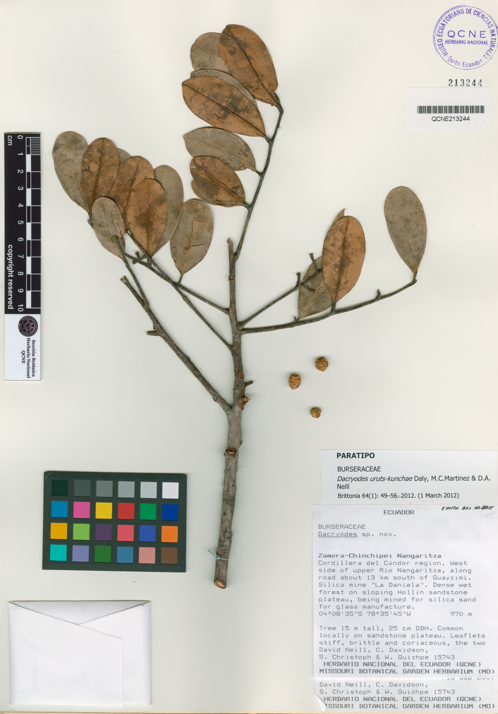 Dacryodes uruts-kunchae image