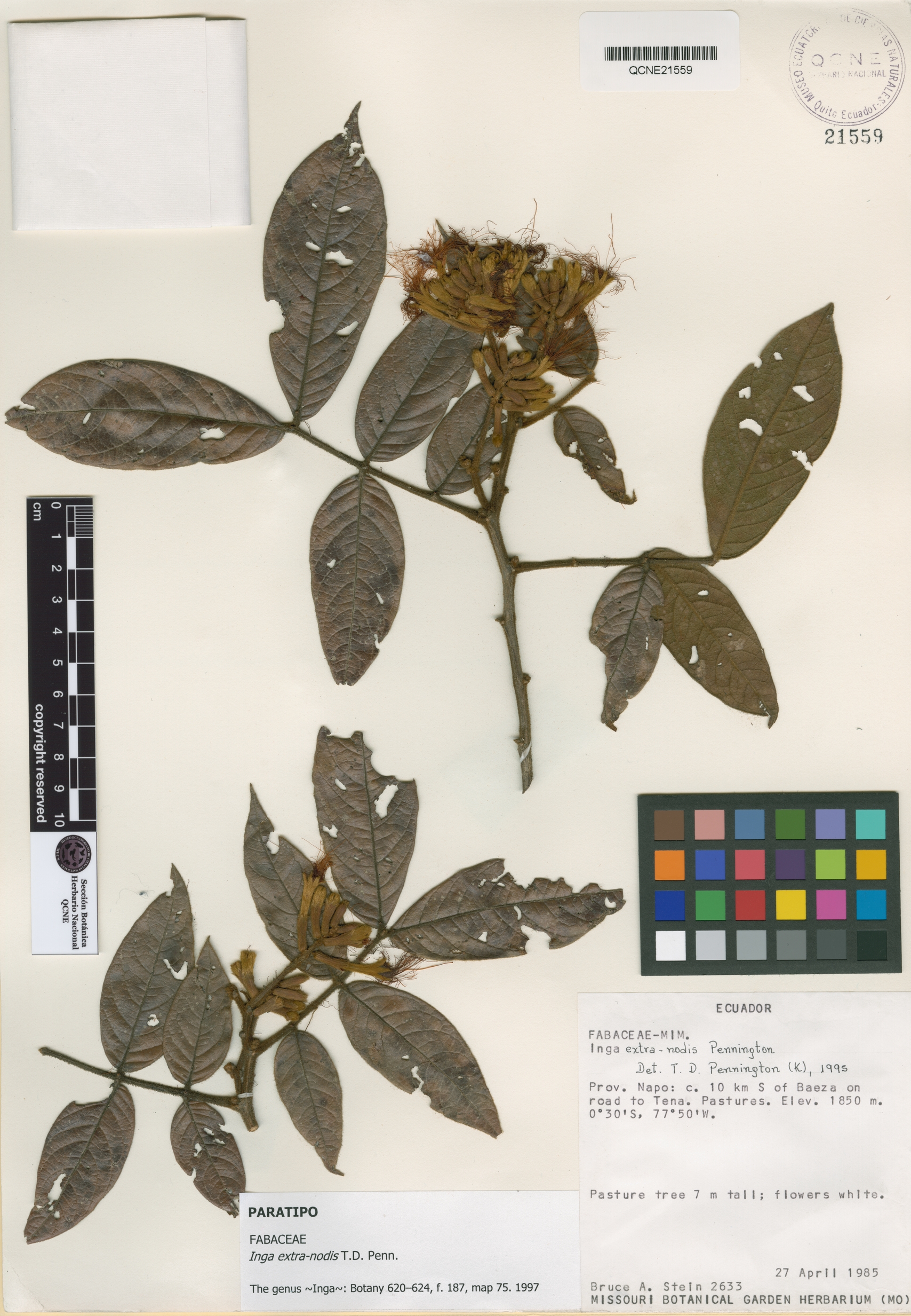 Inga extra-nodis image