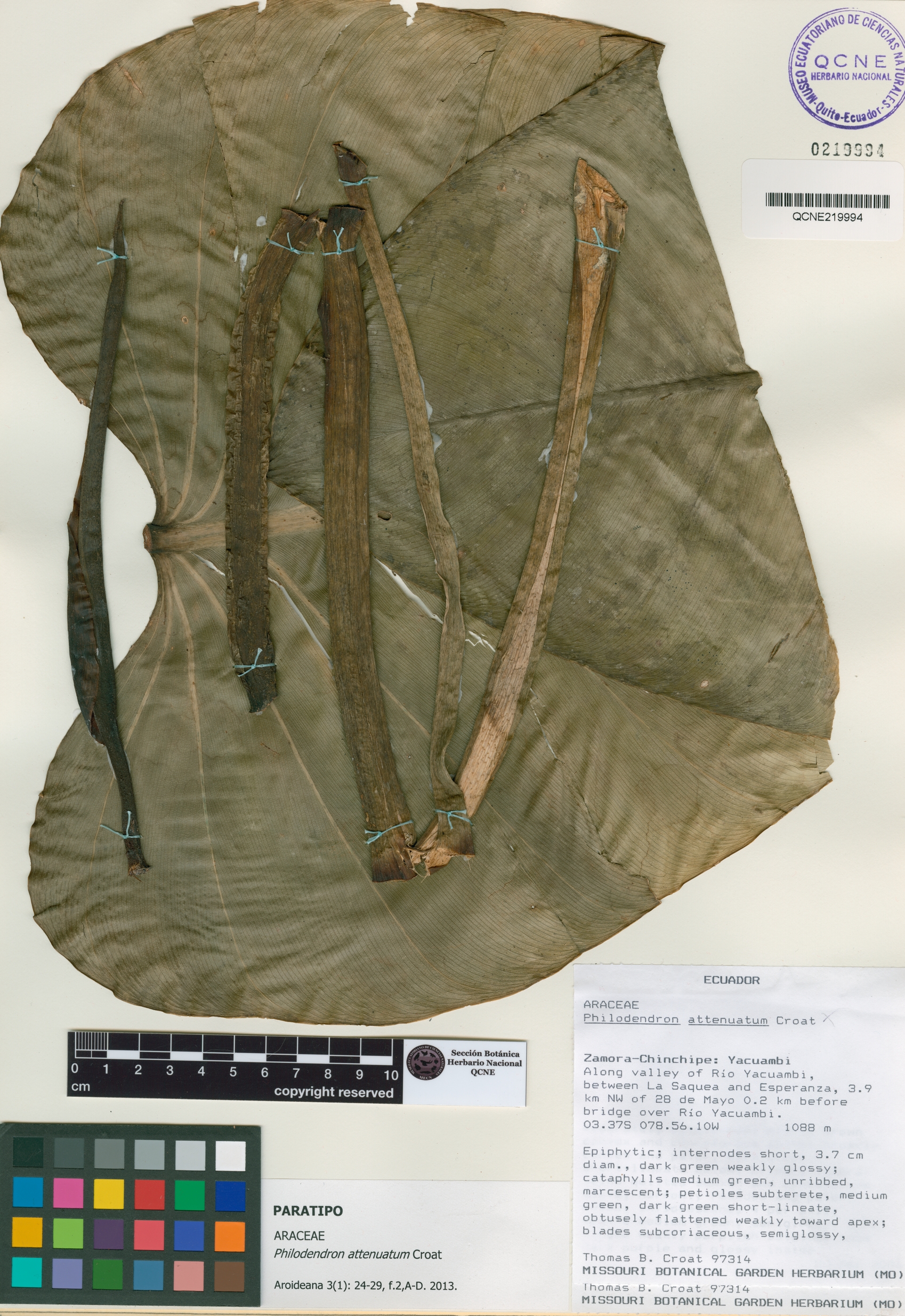 Philodendron attenuatum image