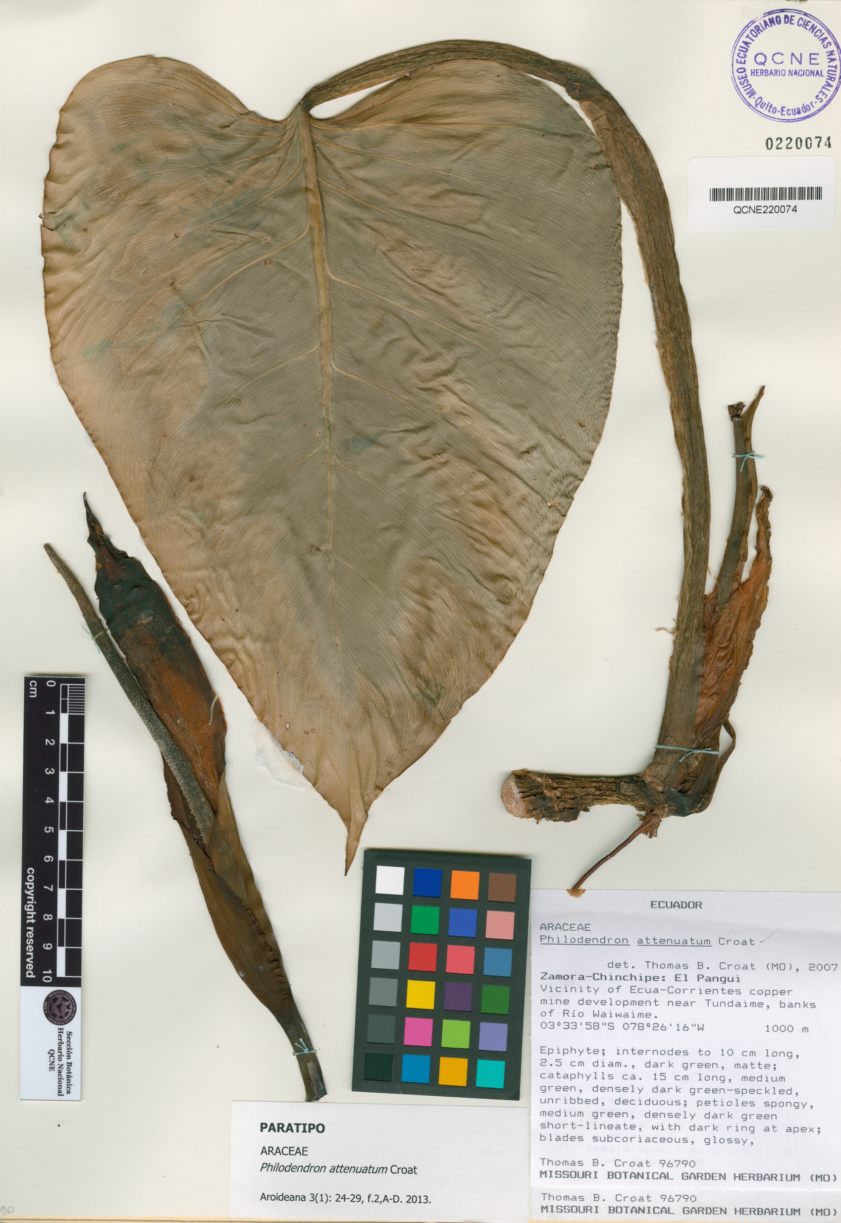 Philodendron attenuatum image