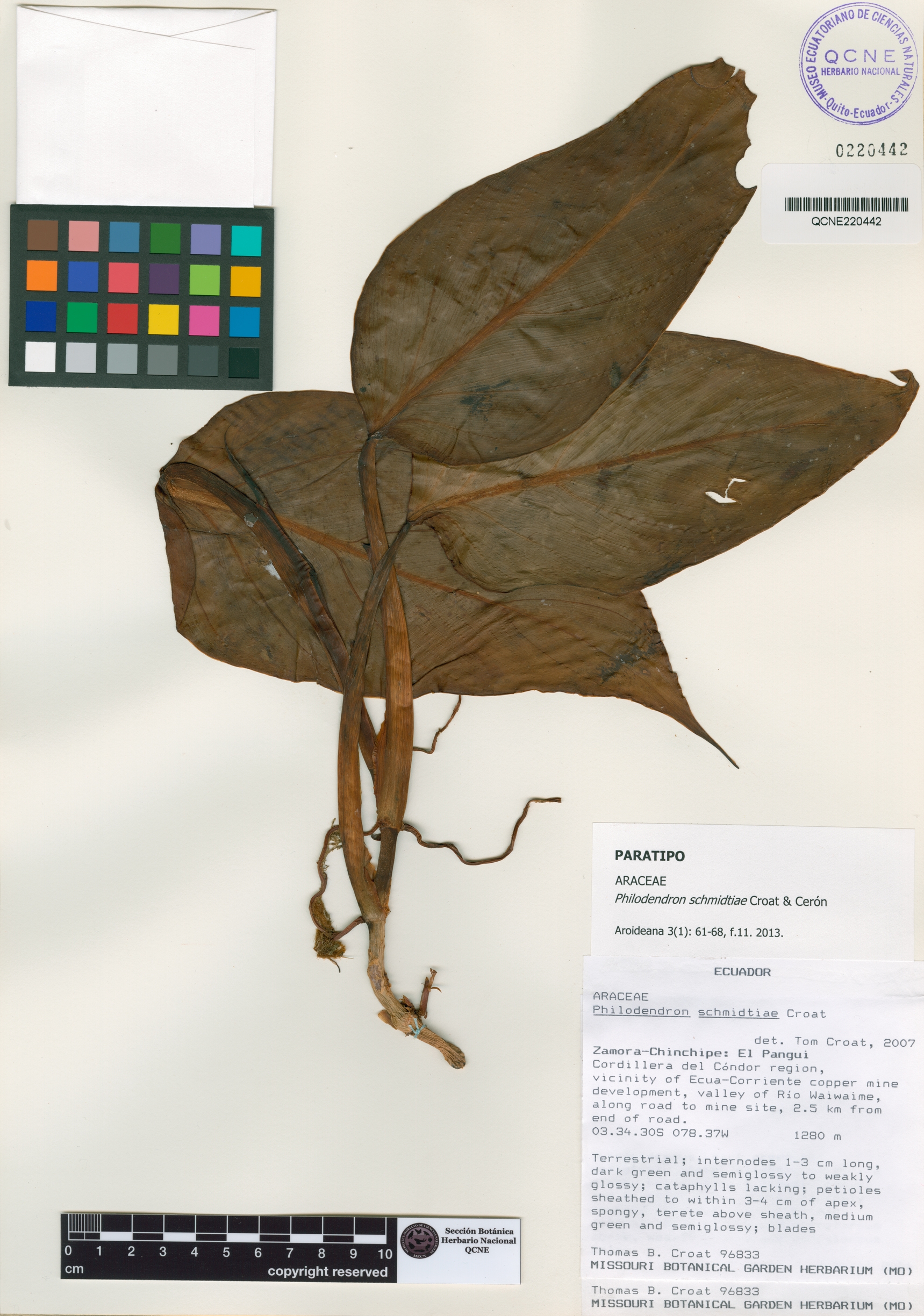 Philodendron schmidtiae image