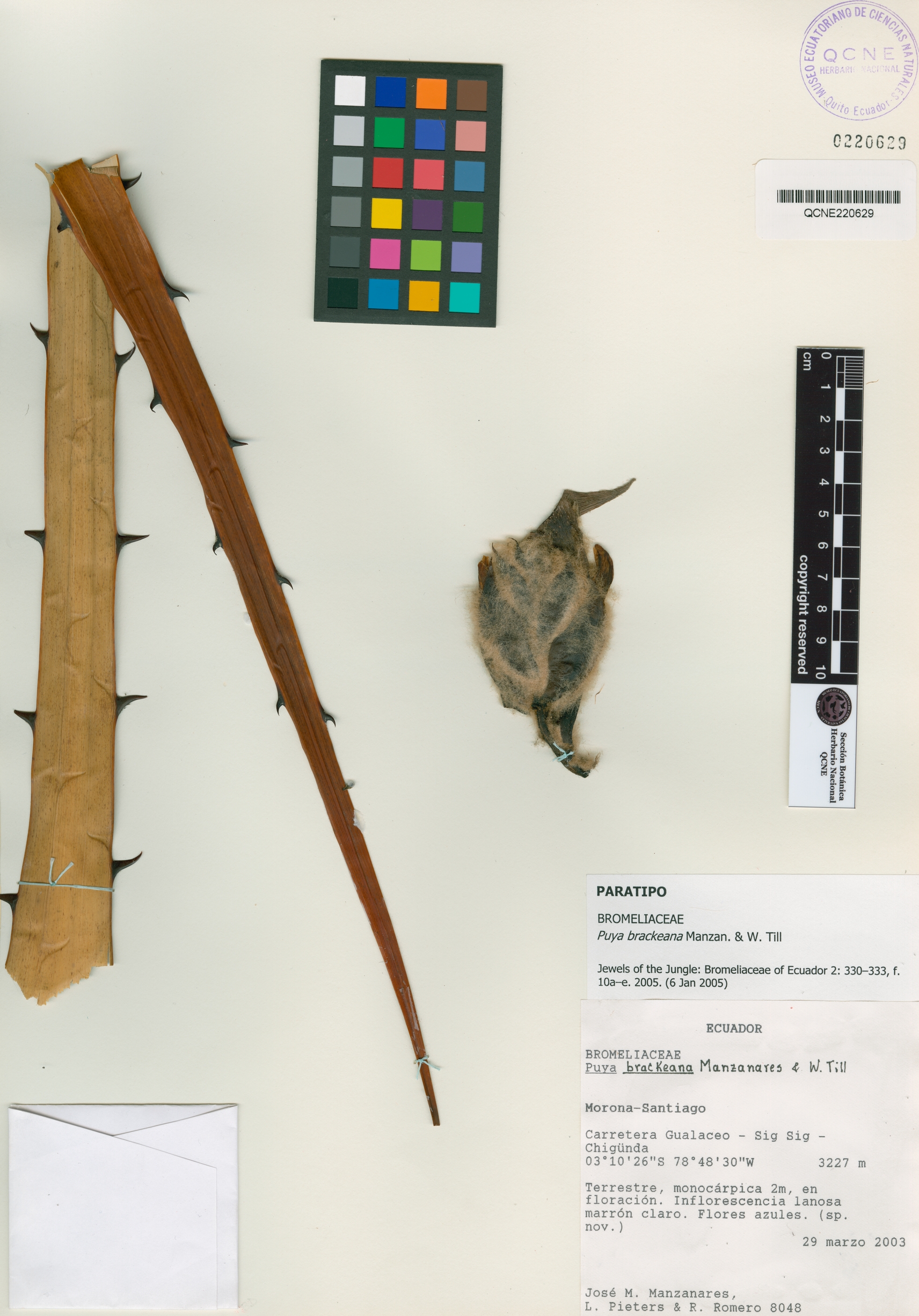 Puya brackeana image