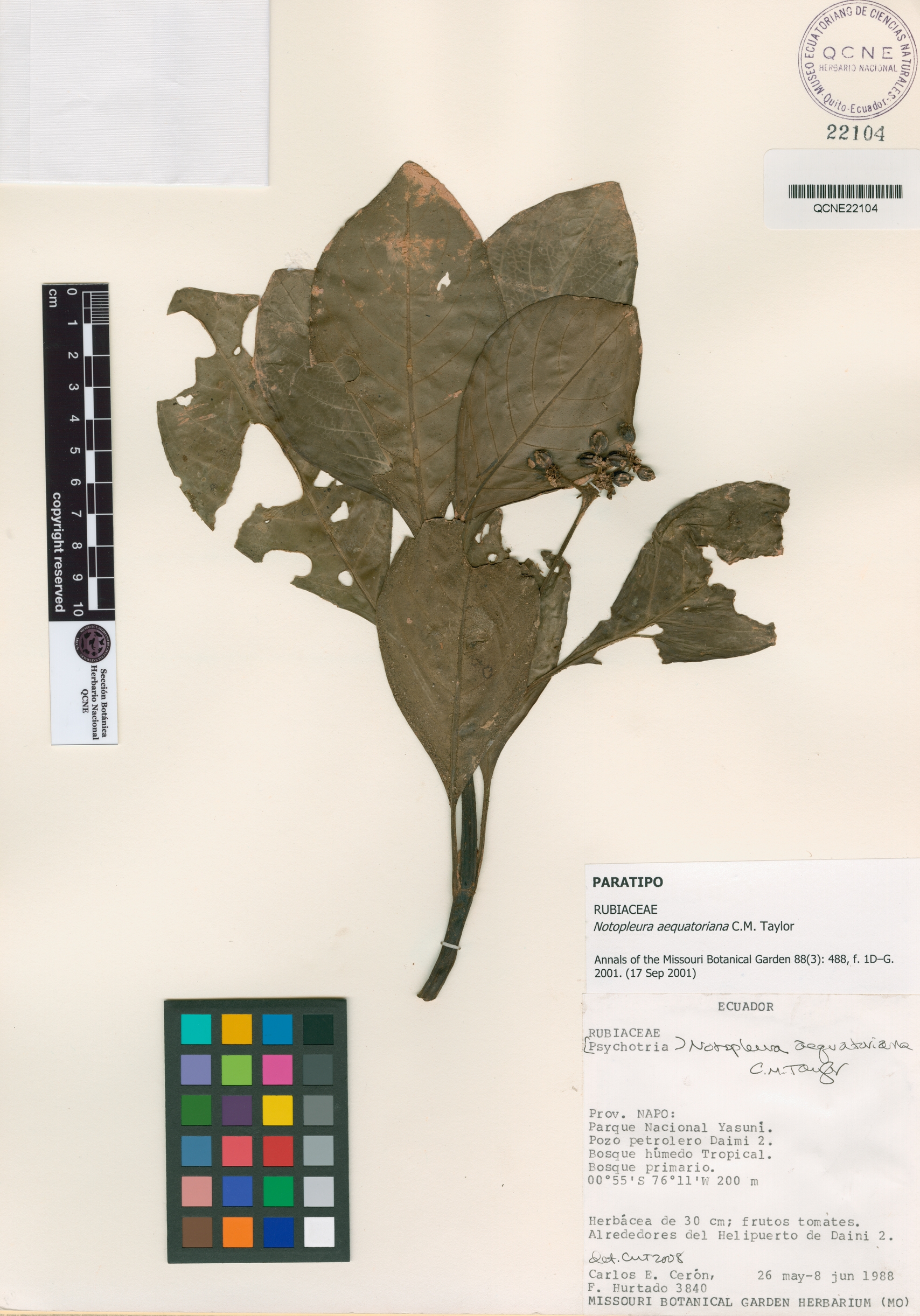 Notopleura aequatoriana image