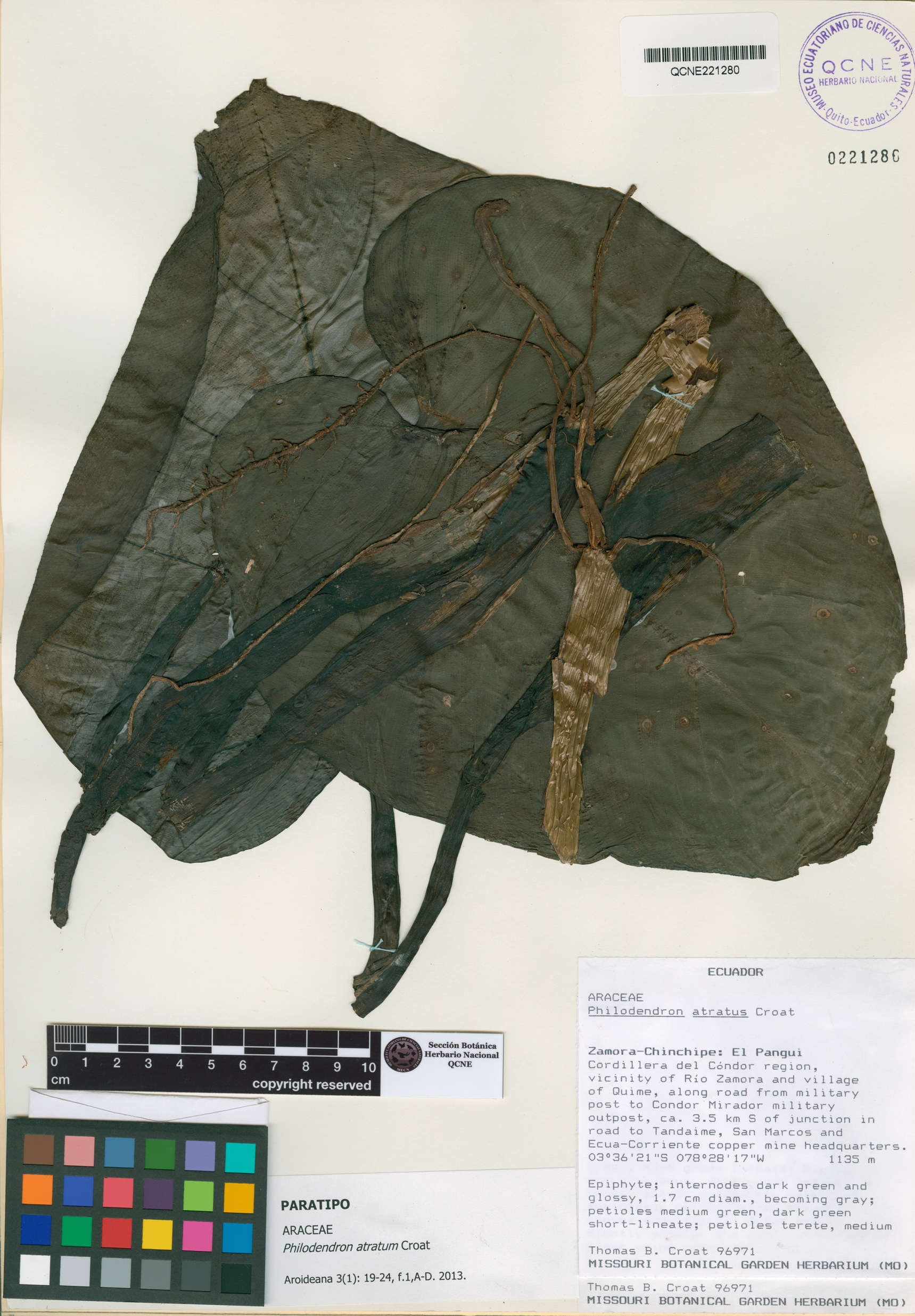 Philodendron atratum image