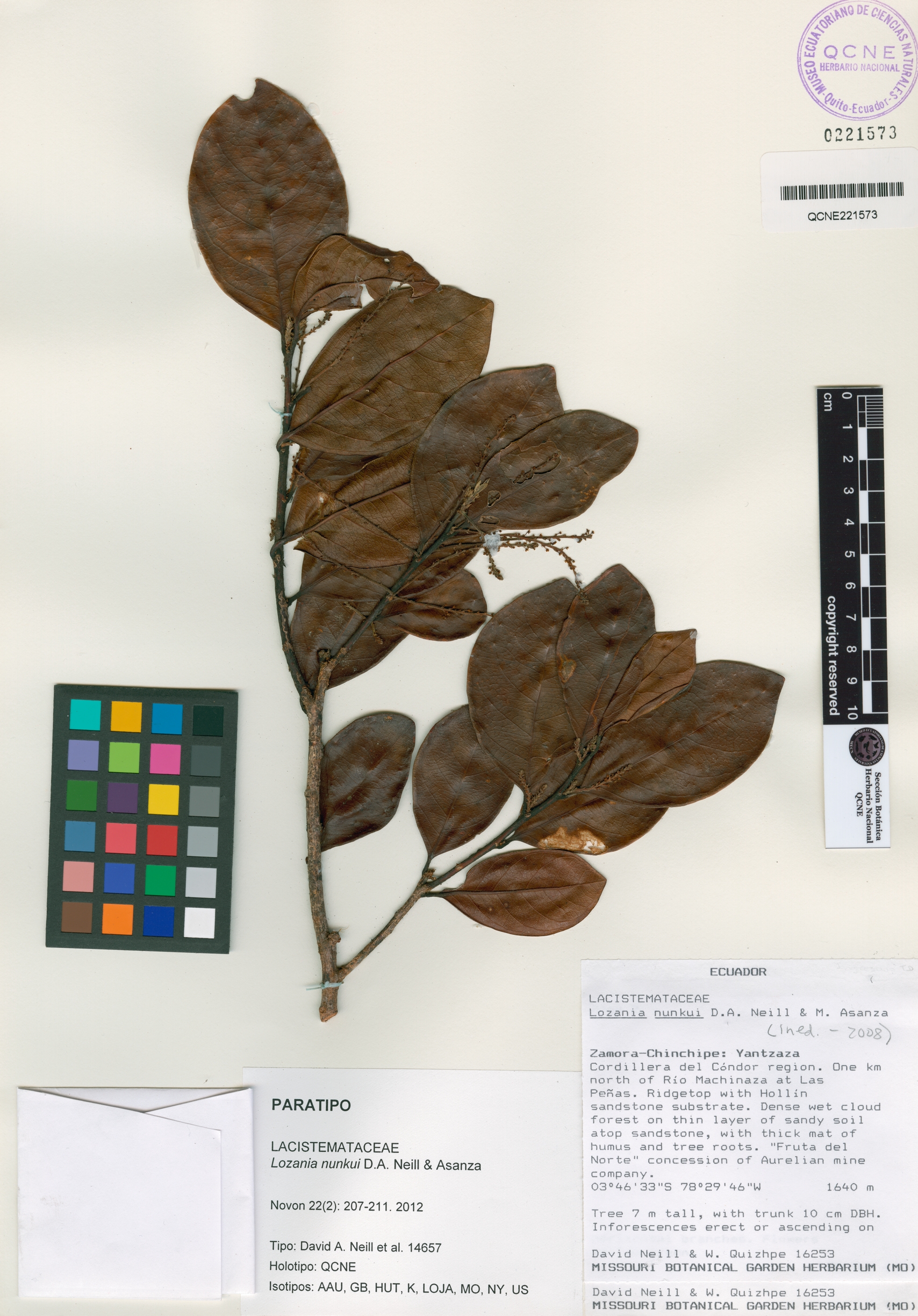 Lacistemataceae image