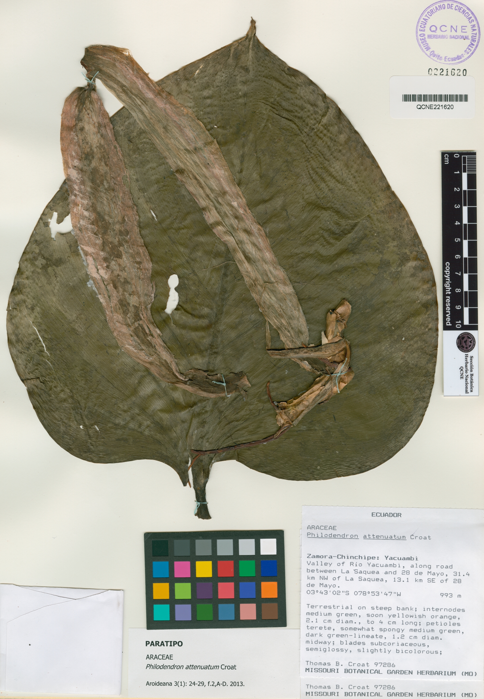 Philodendron attenuatum image