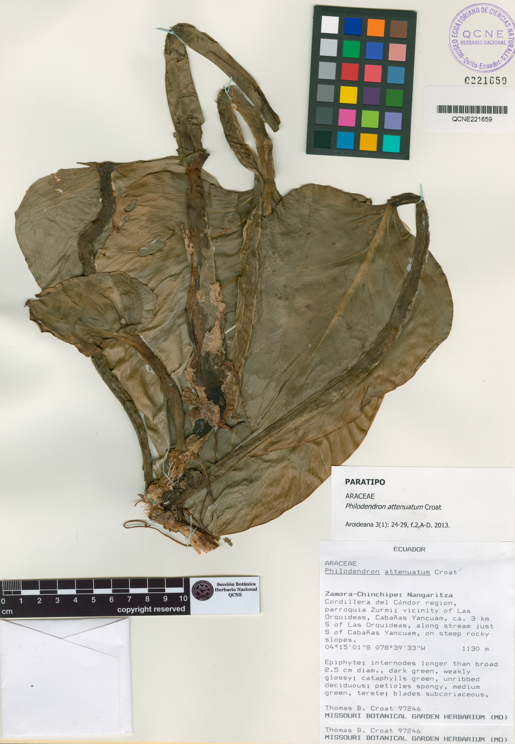 Philodendron attenuatum image