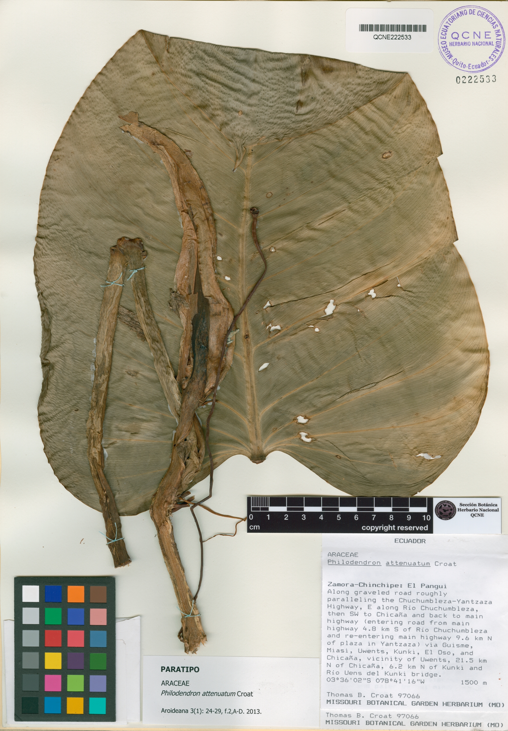 Philodendron attenuatum image