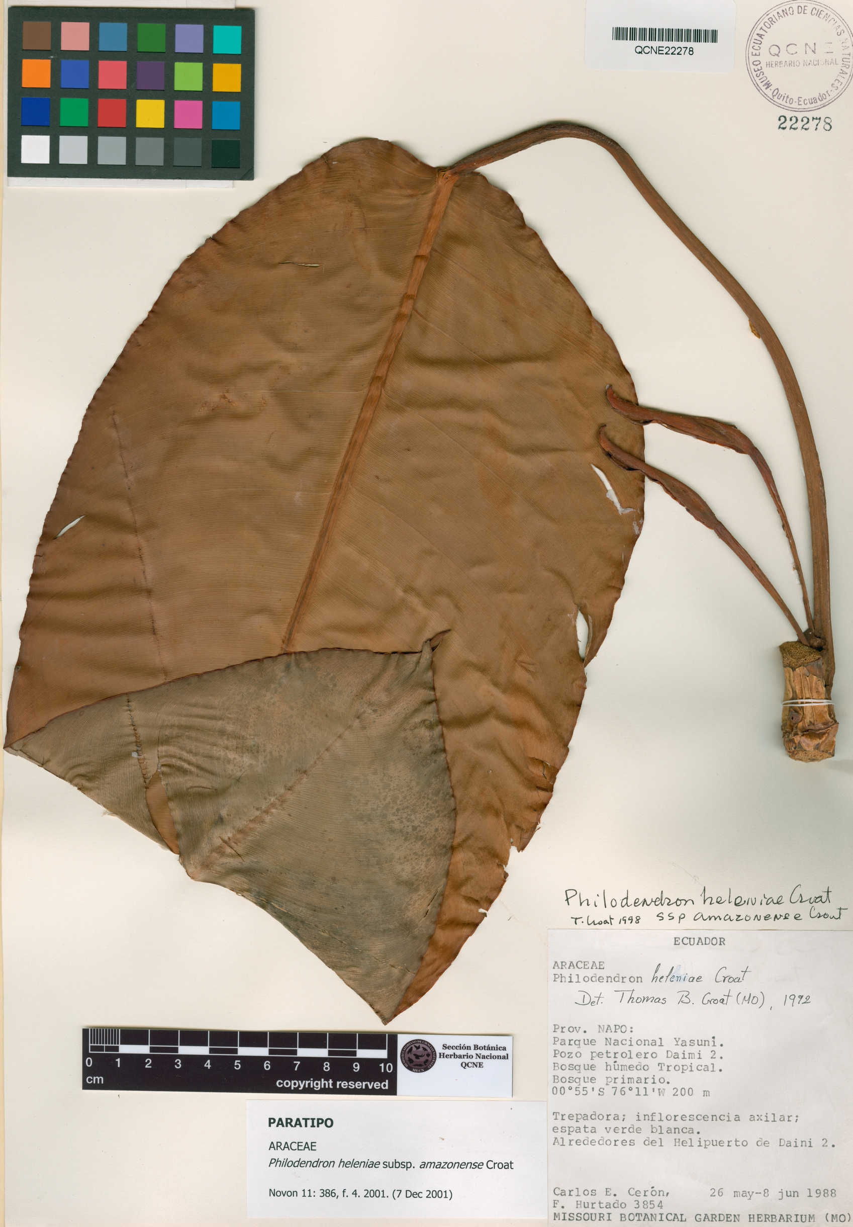 Philodendron heleniae image