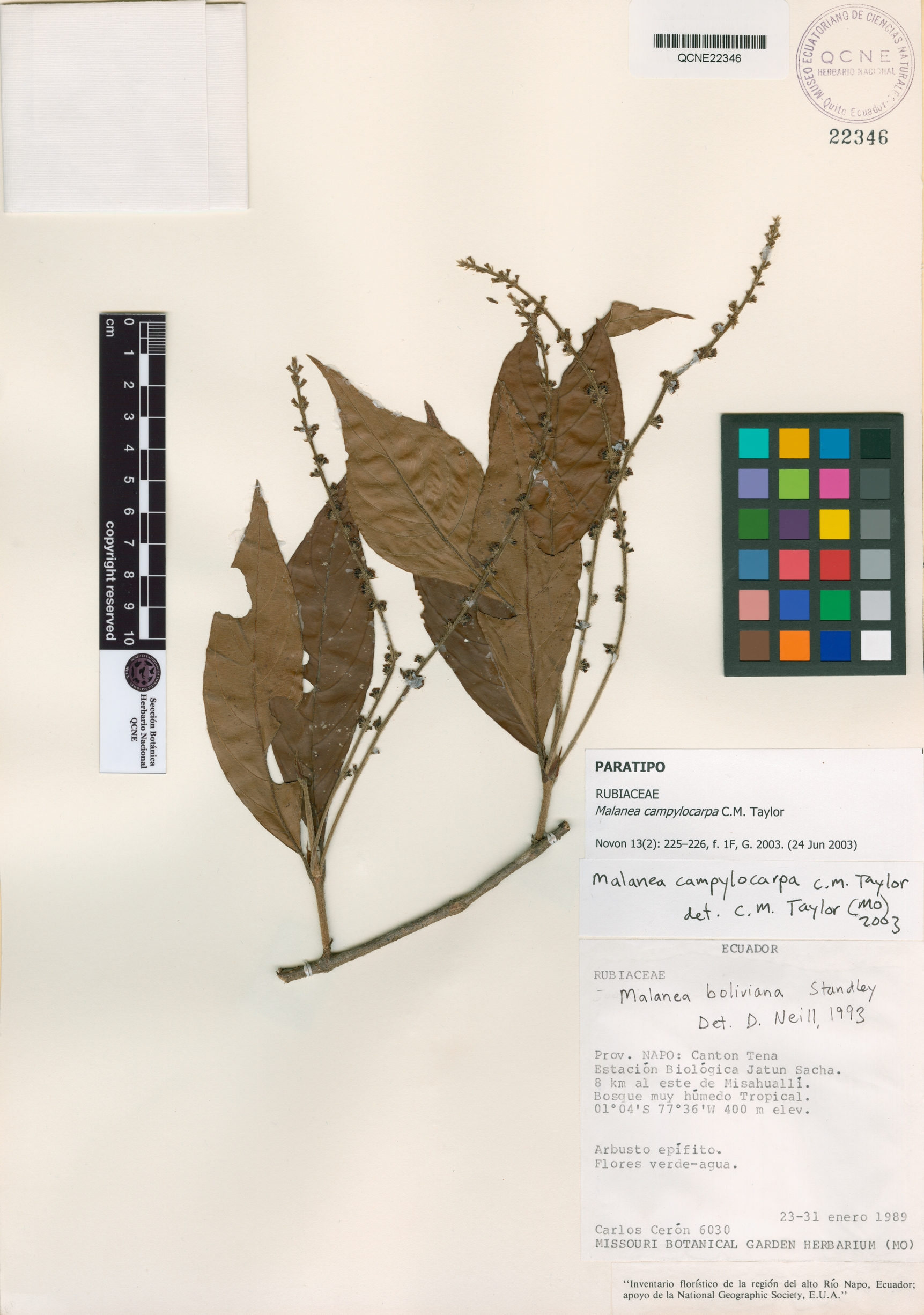 Malanea campylocarpa image