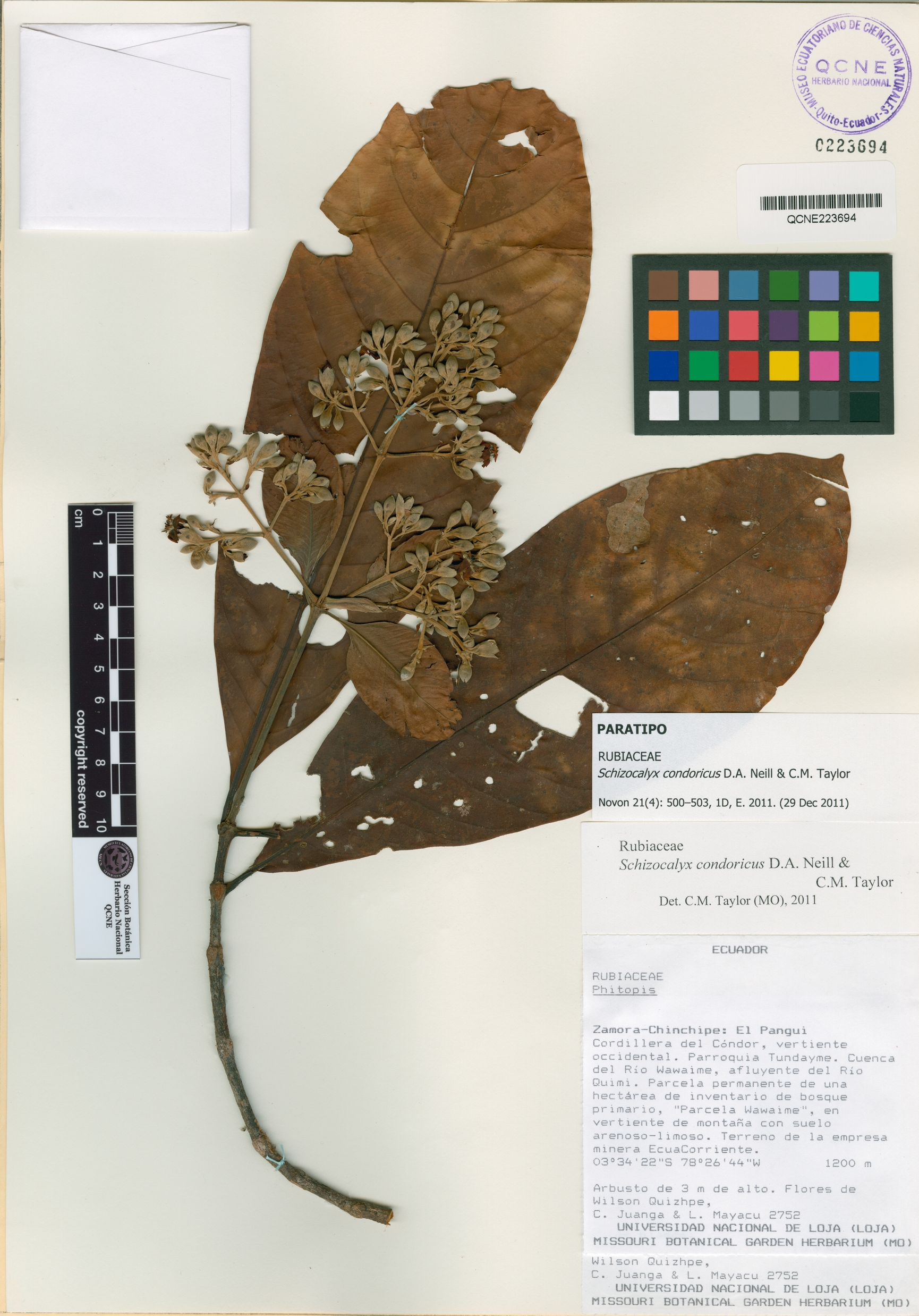 Schizocalyx condoricus image