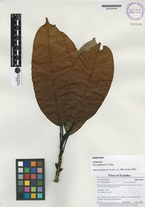 Ficus dodsonii image