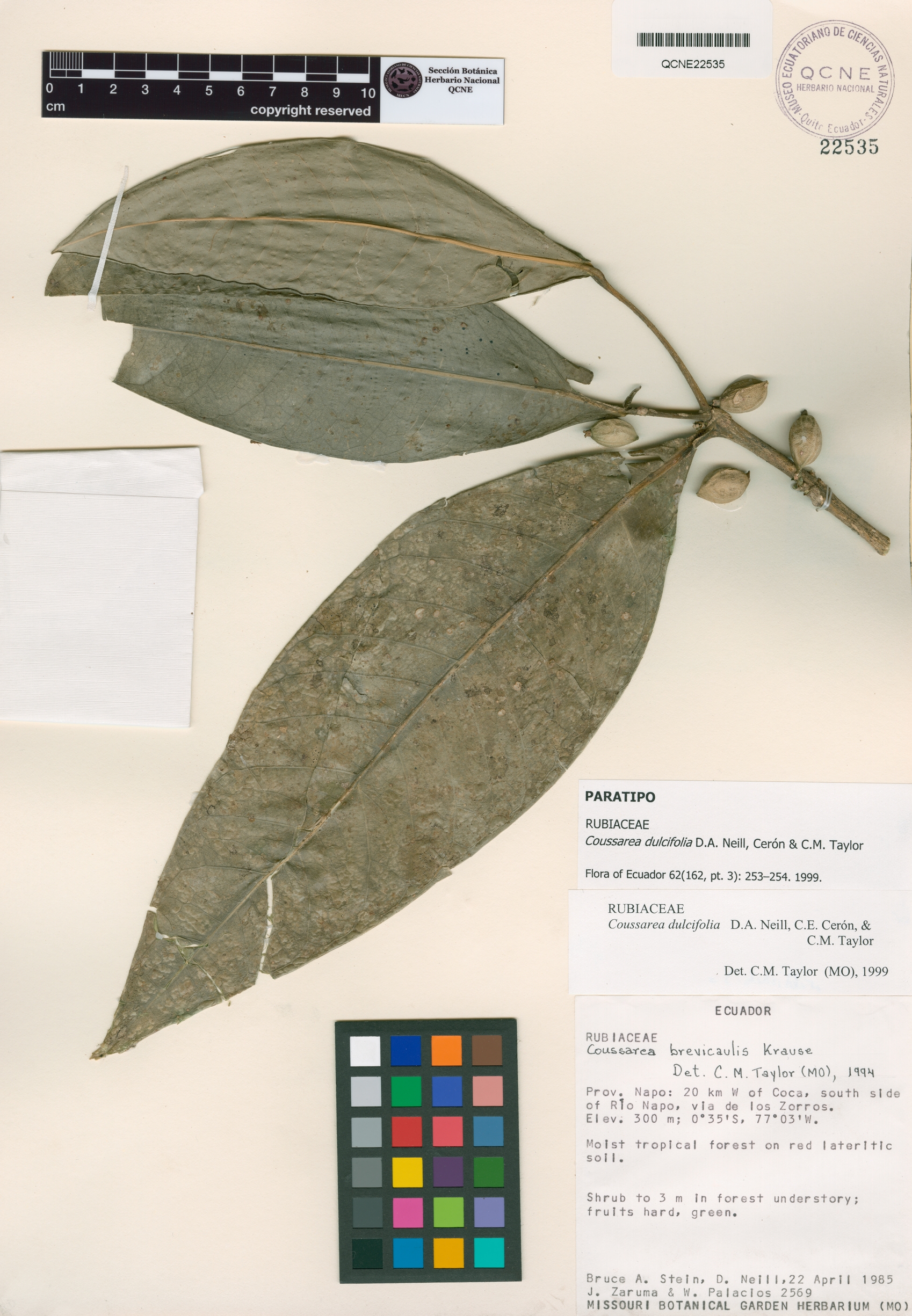 Coussarea dulcifolia image