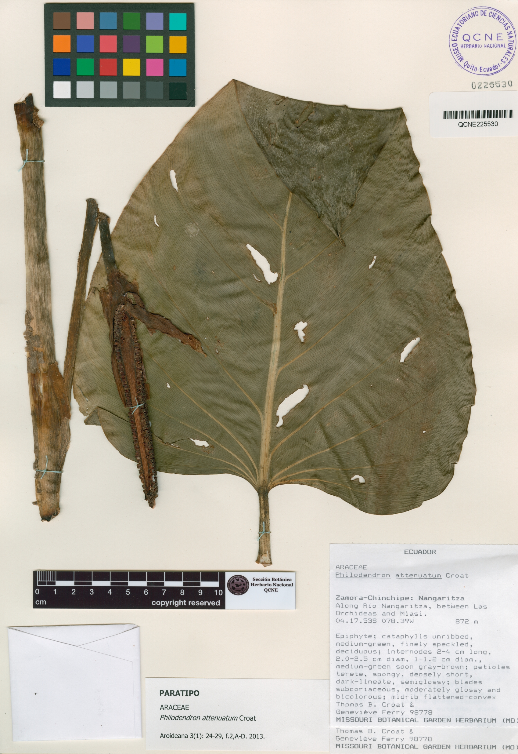 Philodendron attenuatum image