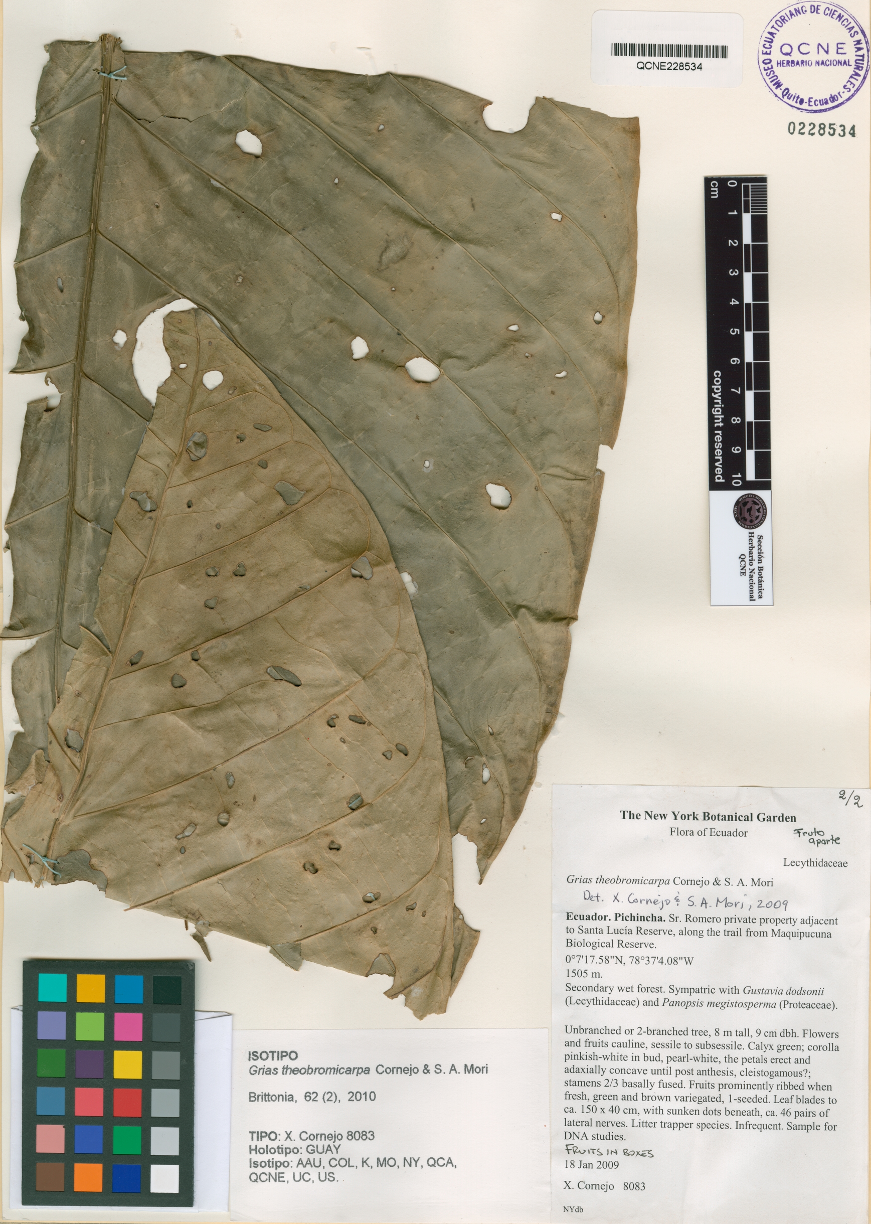 Grias theobromicarpa image