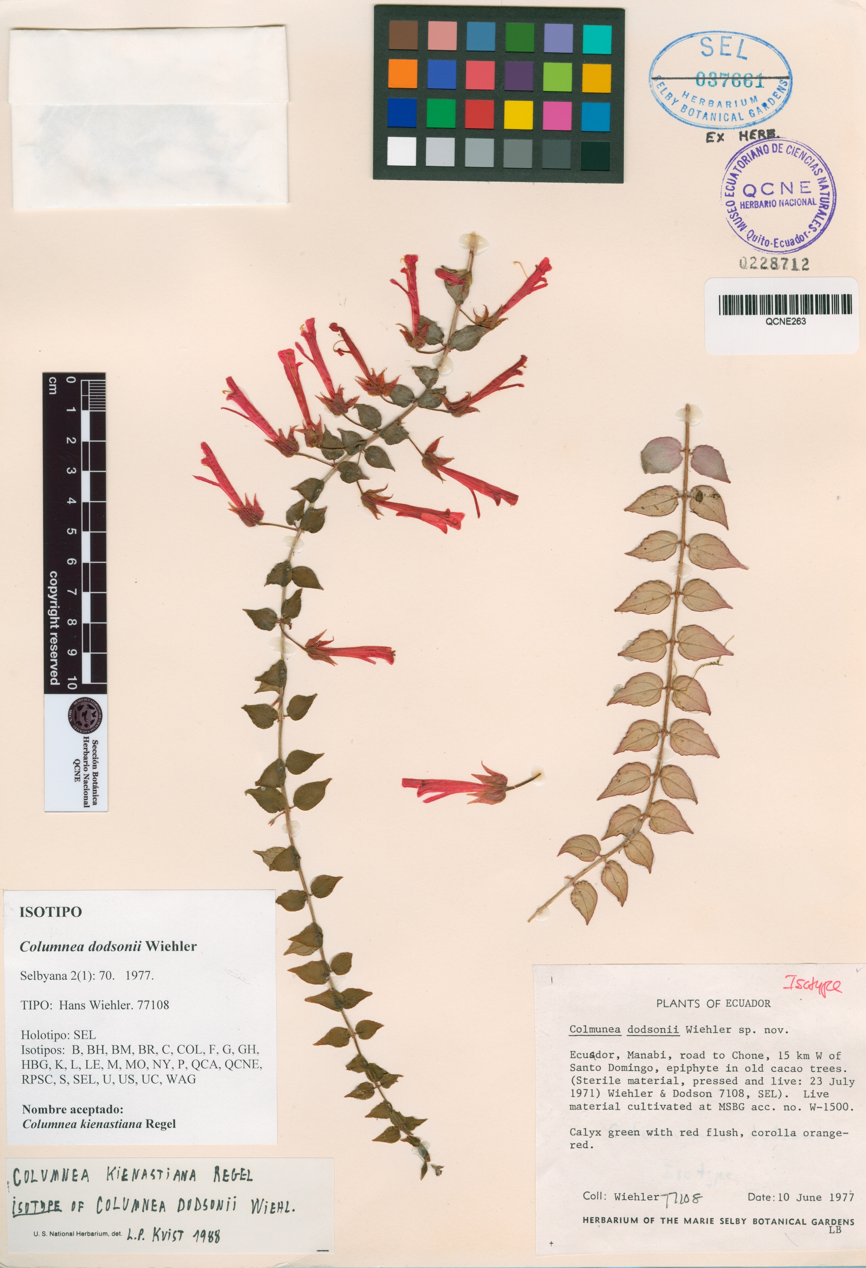 Columnea dodsonii image