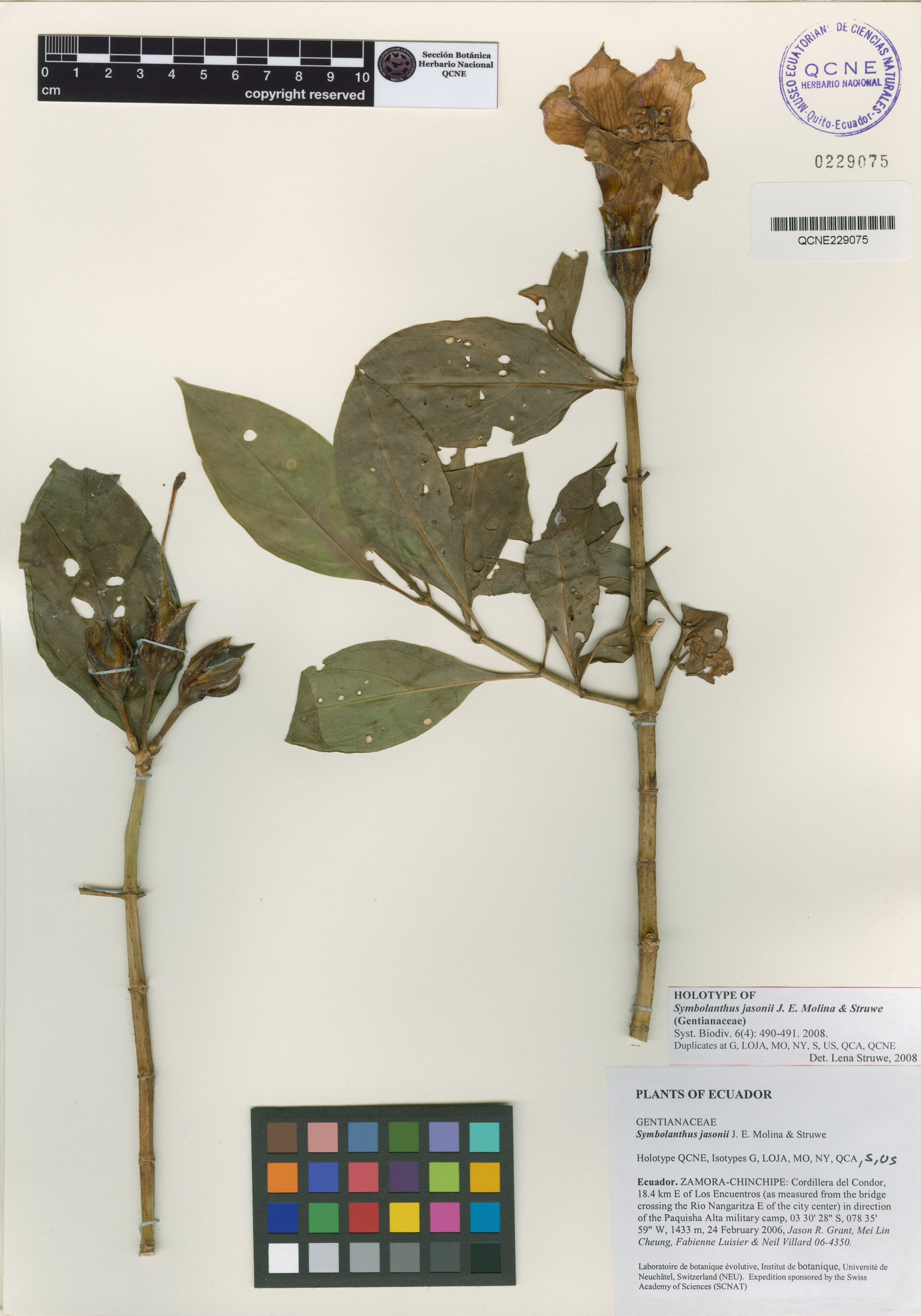 Symbolanthus image