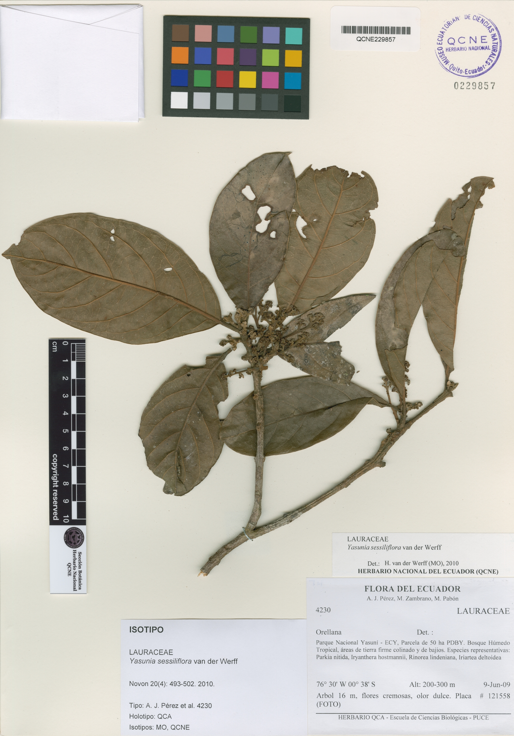 Yasunia sessiliflora image