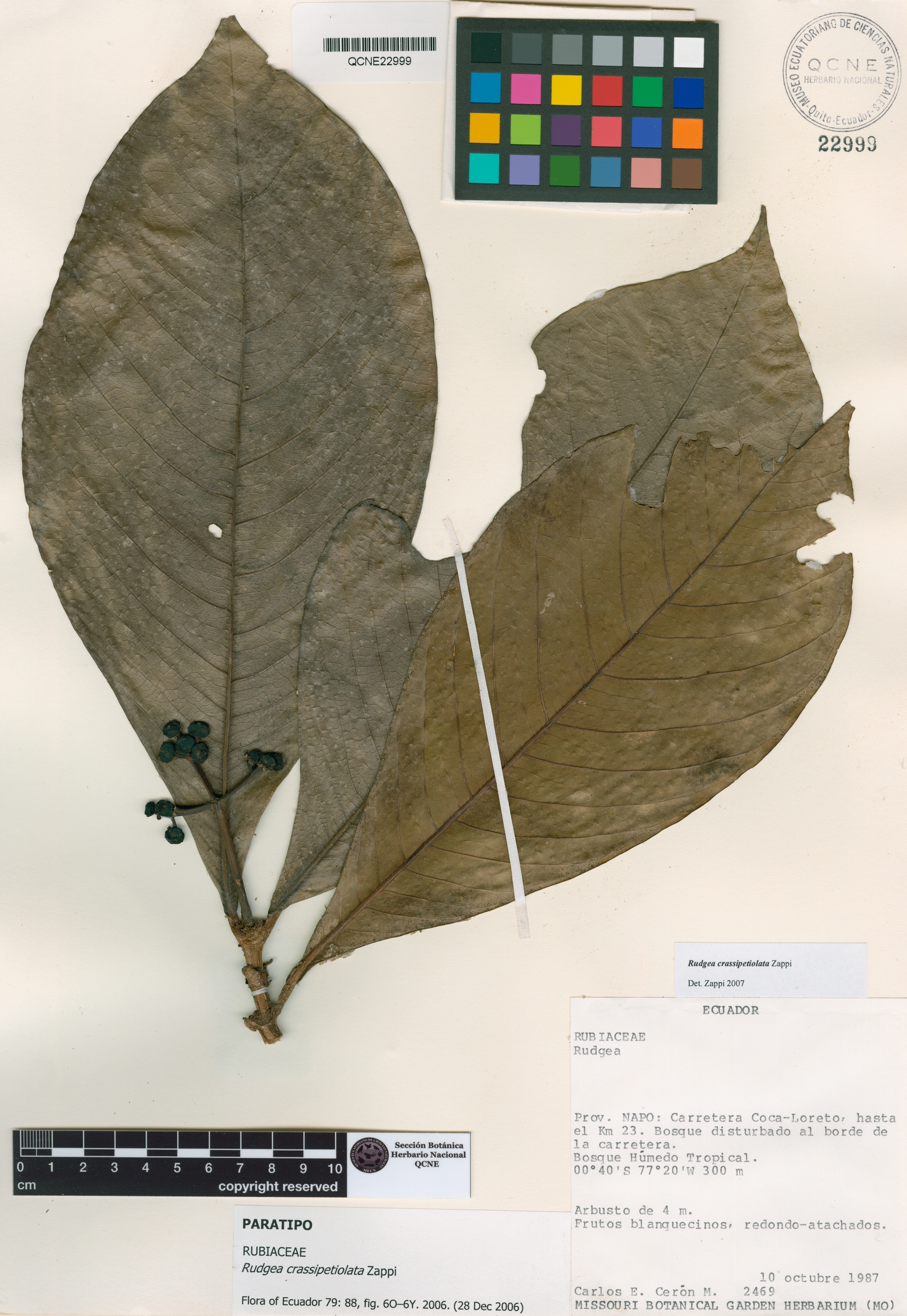 Rudgea crassipetiolata image