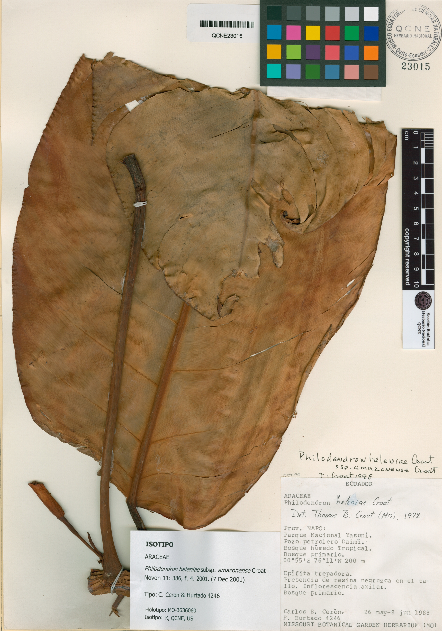 Philodendron heleniae image