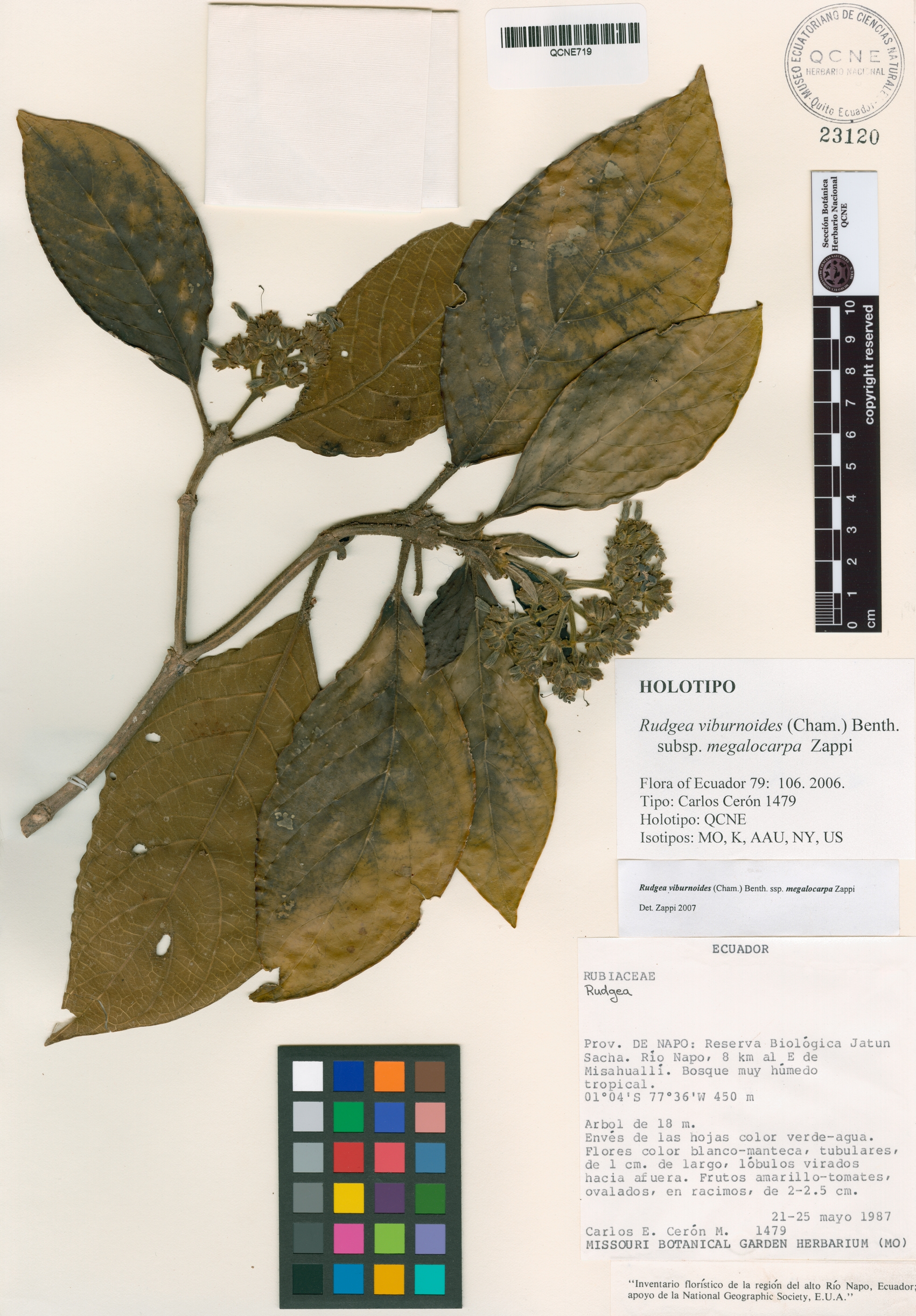 Rudgea viburnoides image