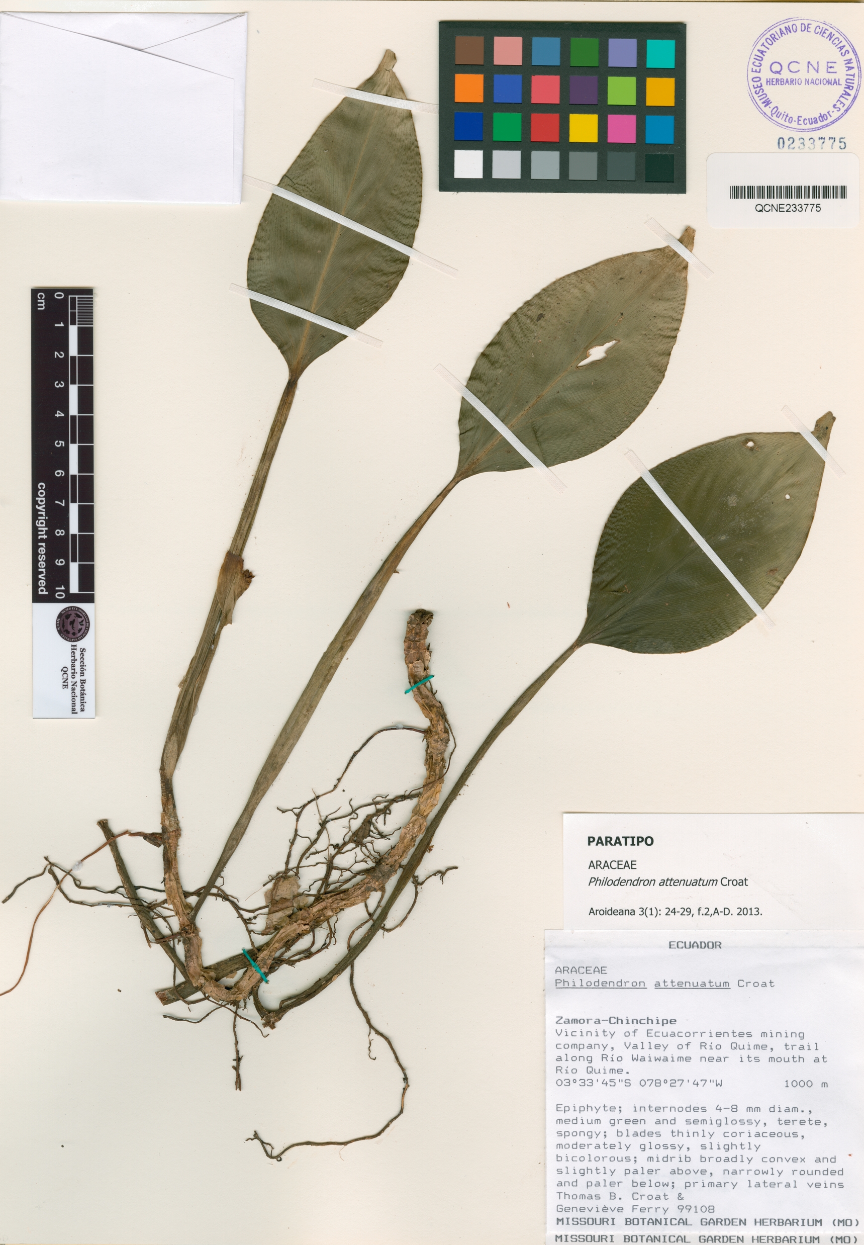 Philodendron attenuatum image