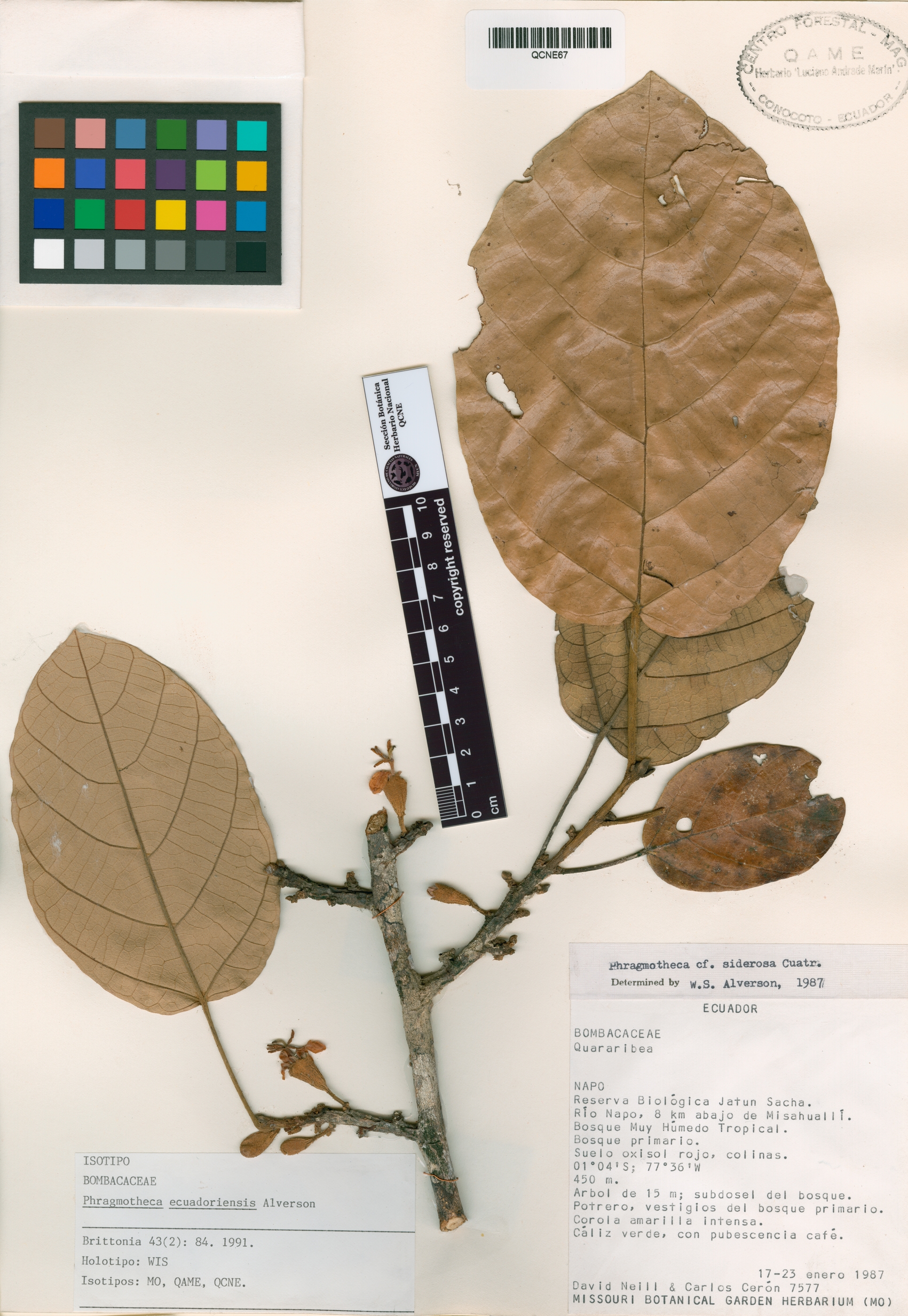 Phragmotheca ecuadorensis image