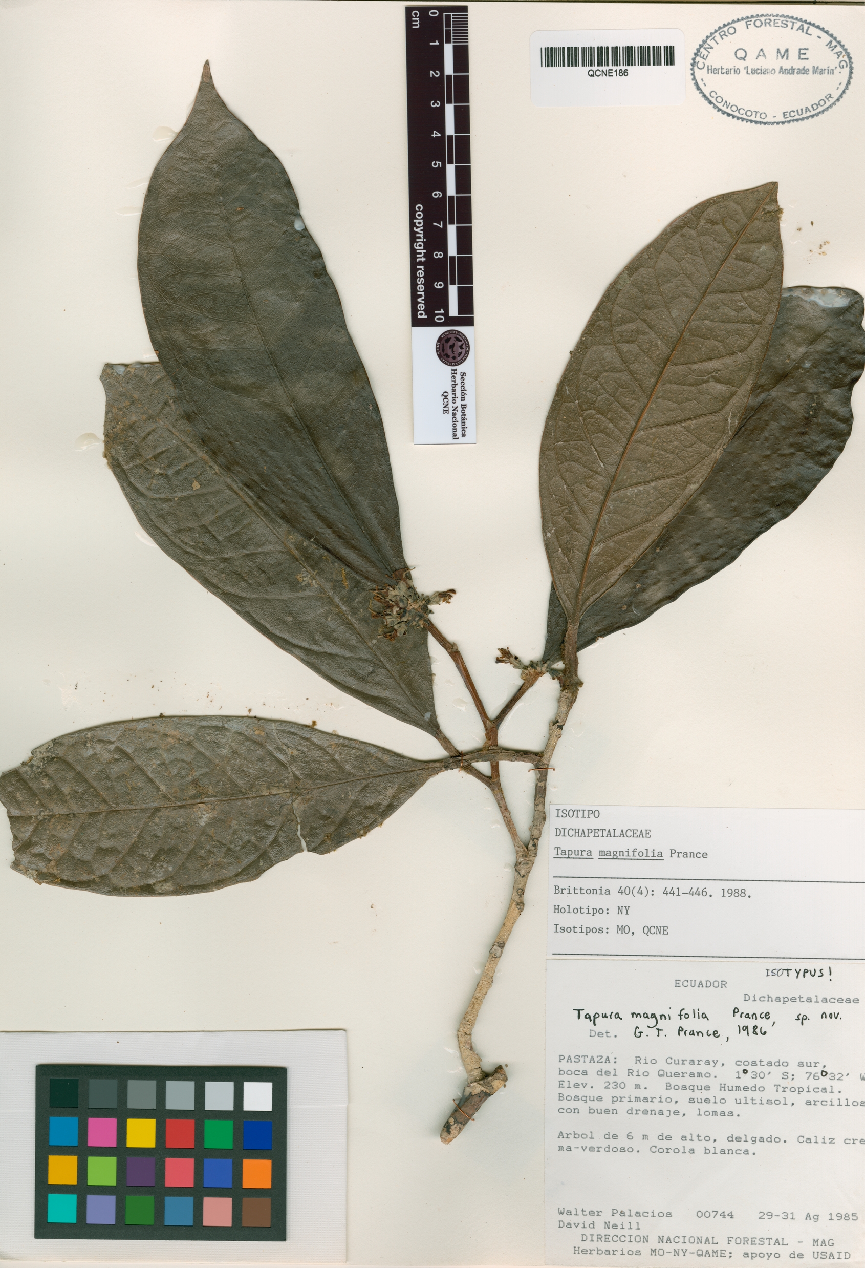 Tapura magnifolia image