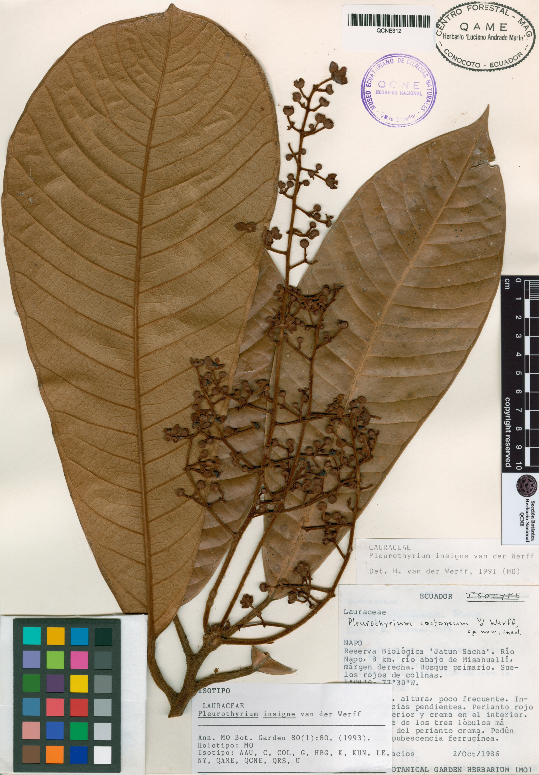 Pleurothyrium insigne image