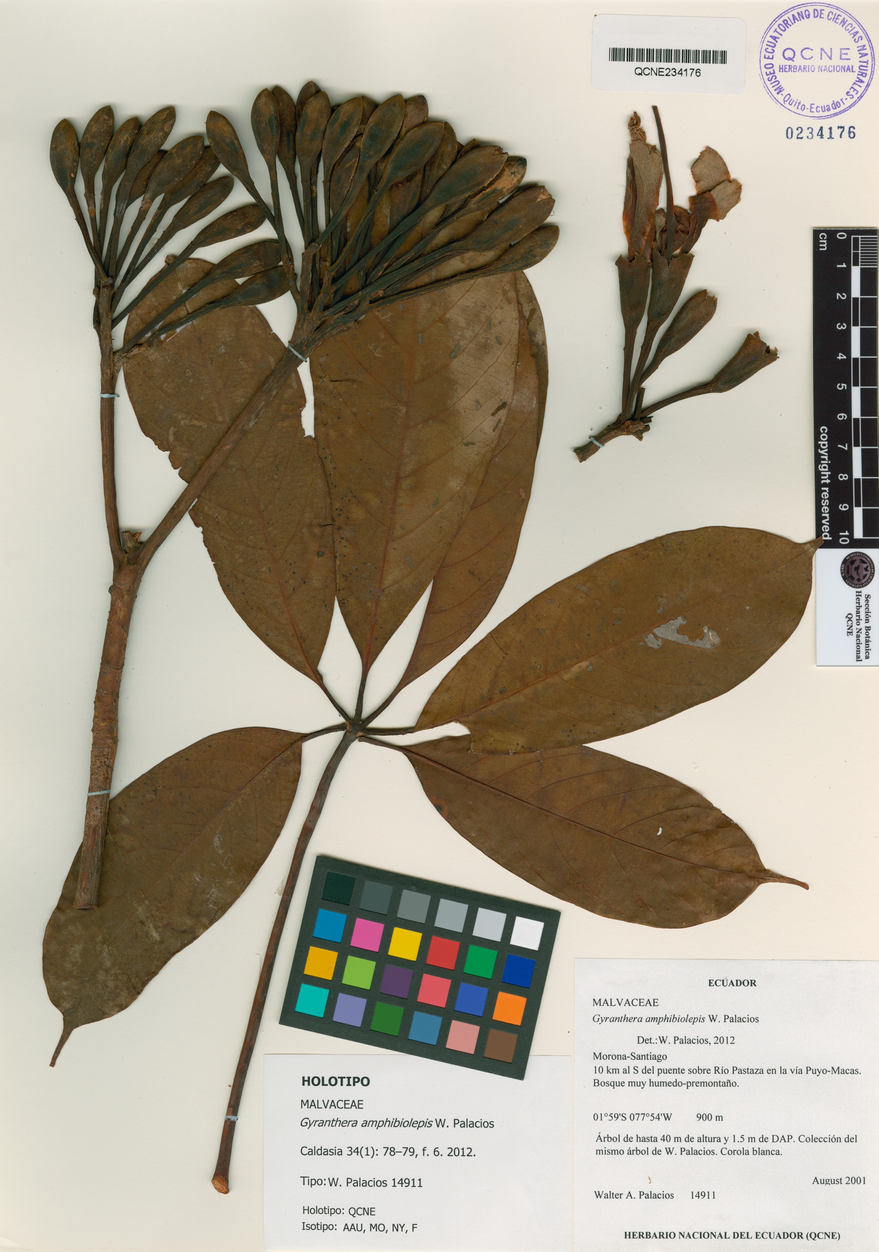 Gyranthera amphibiolepis image