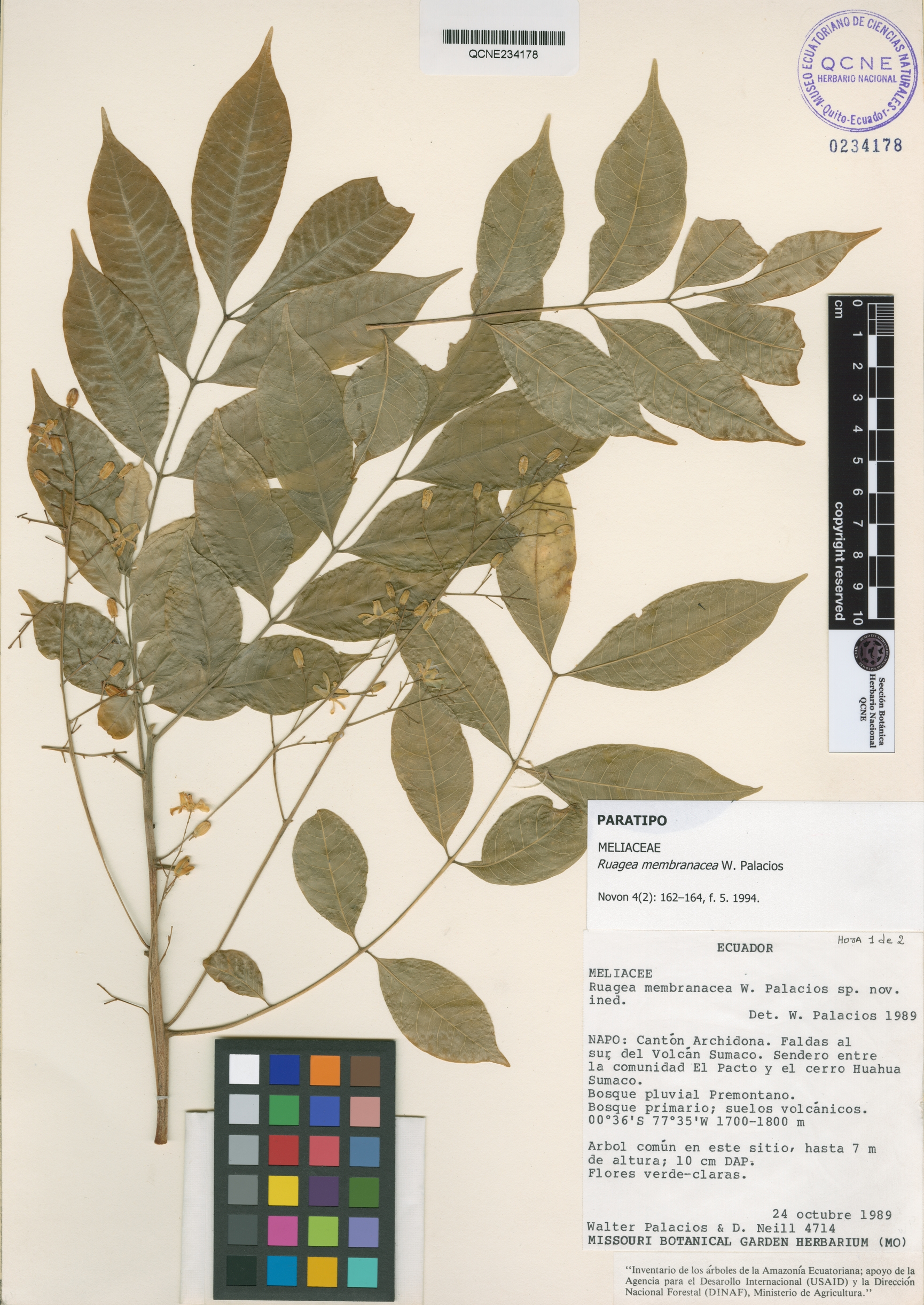 Ruagea membranacea image